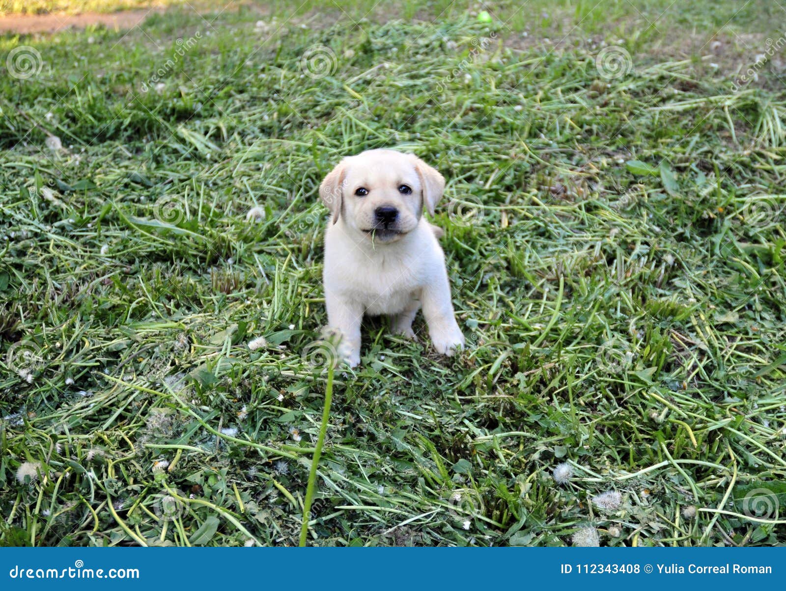 puppy with blade of grass