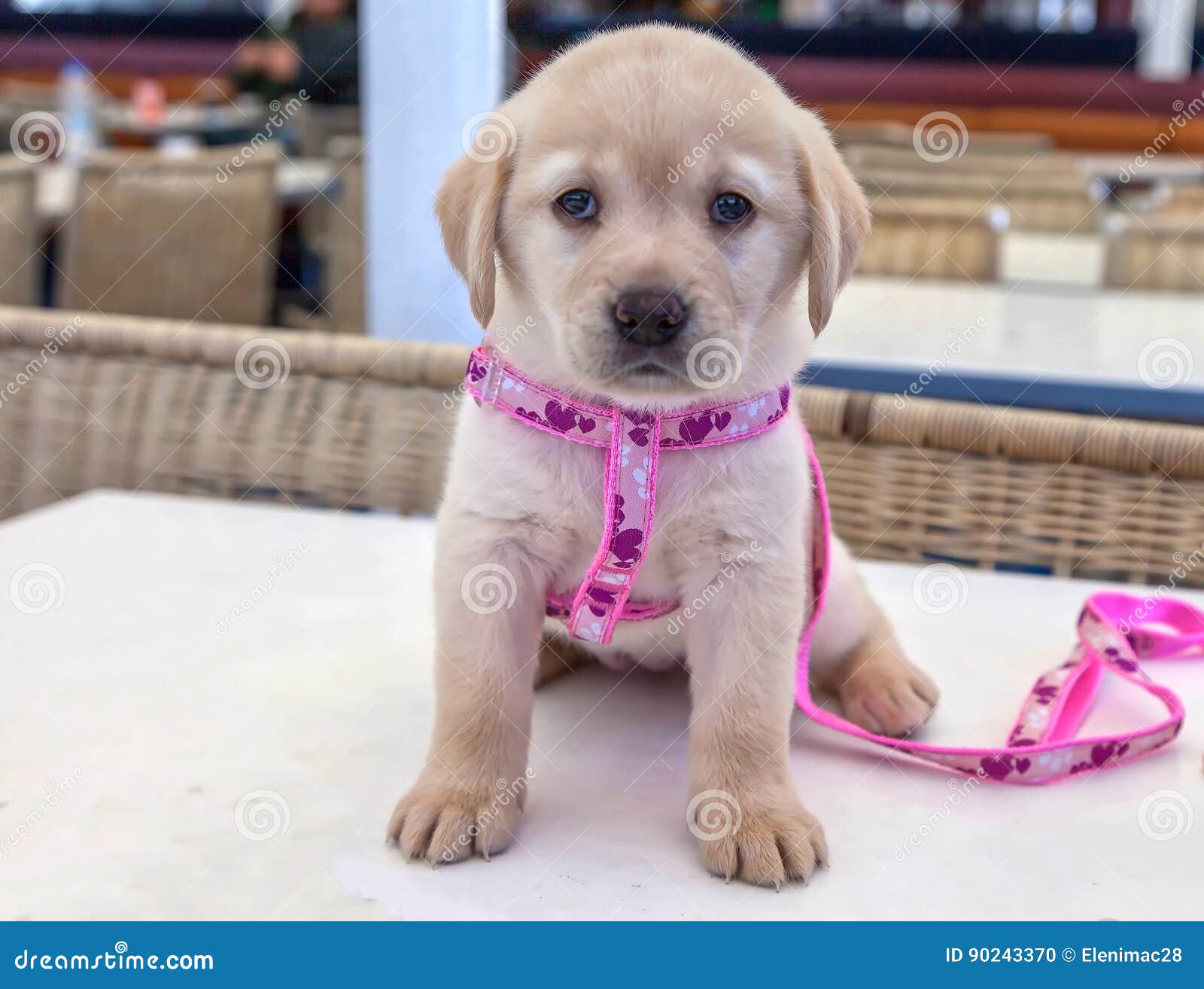 lab puppy harness