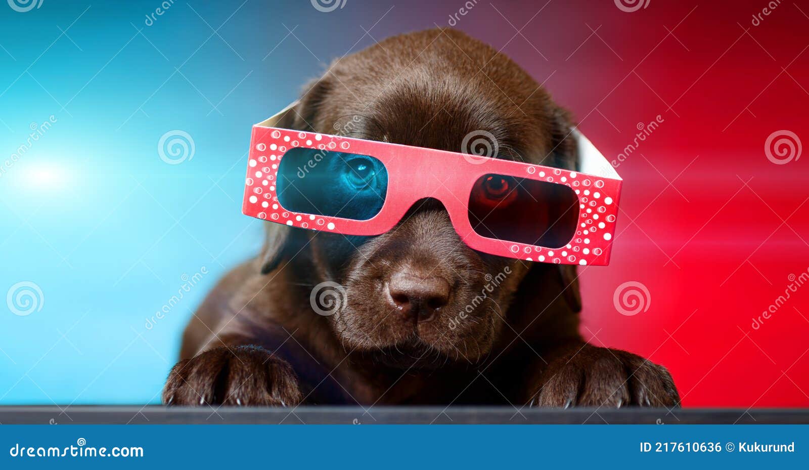 Puppy of Labrador Retriever Dog Watching Tv or Movie Film with 3d Glasses  Stock Photo - Image of humor, animal: 217610636