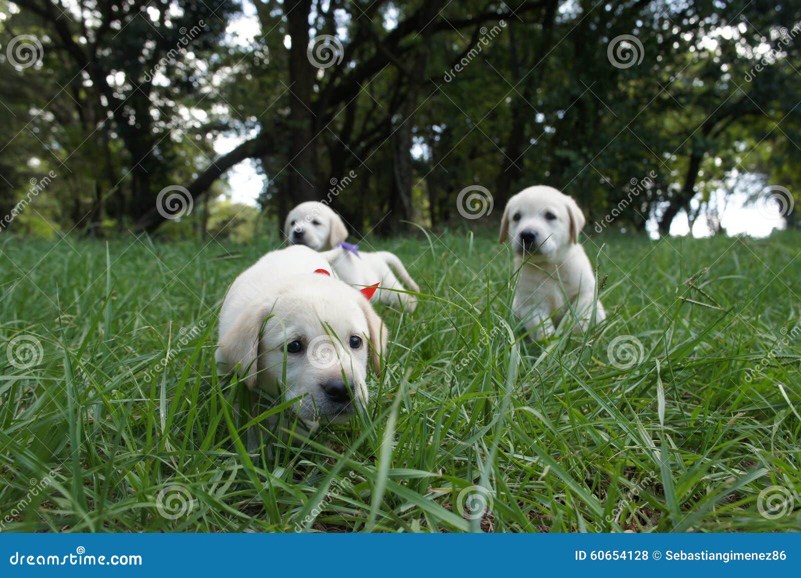 puppy labrador retriever