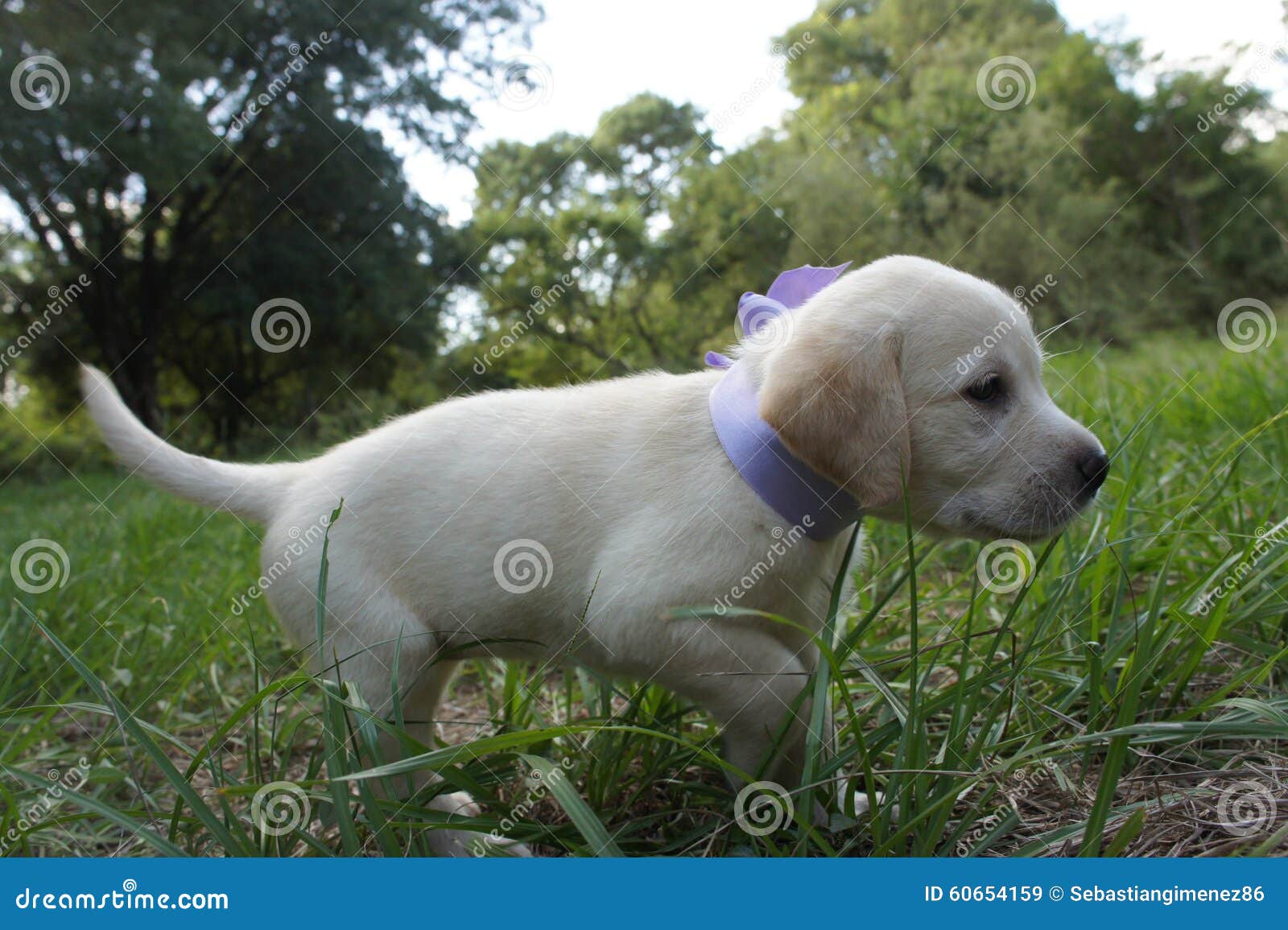 puppy labrador retriever