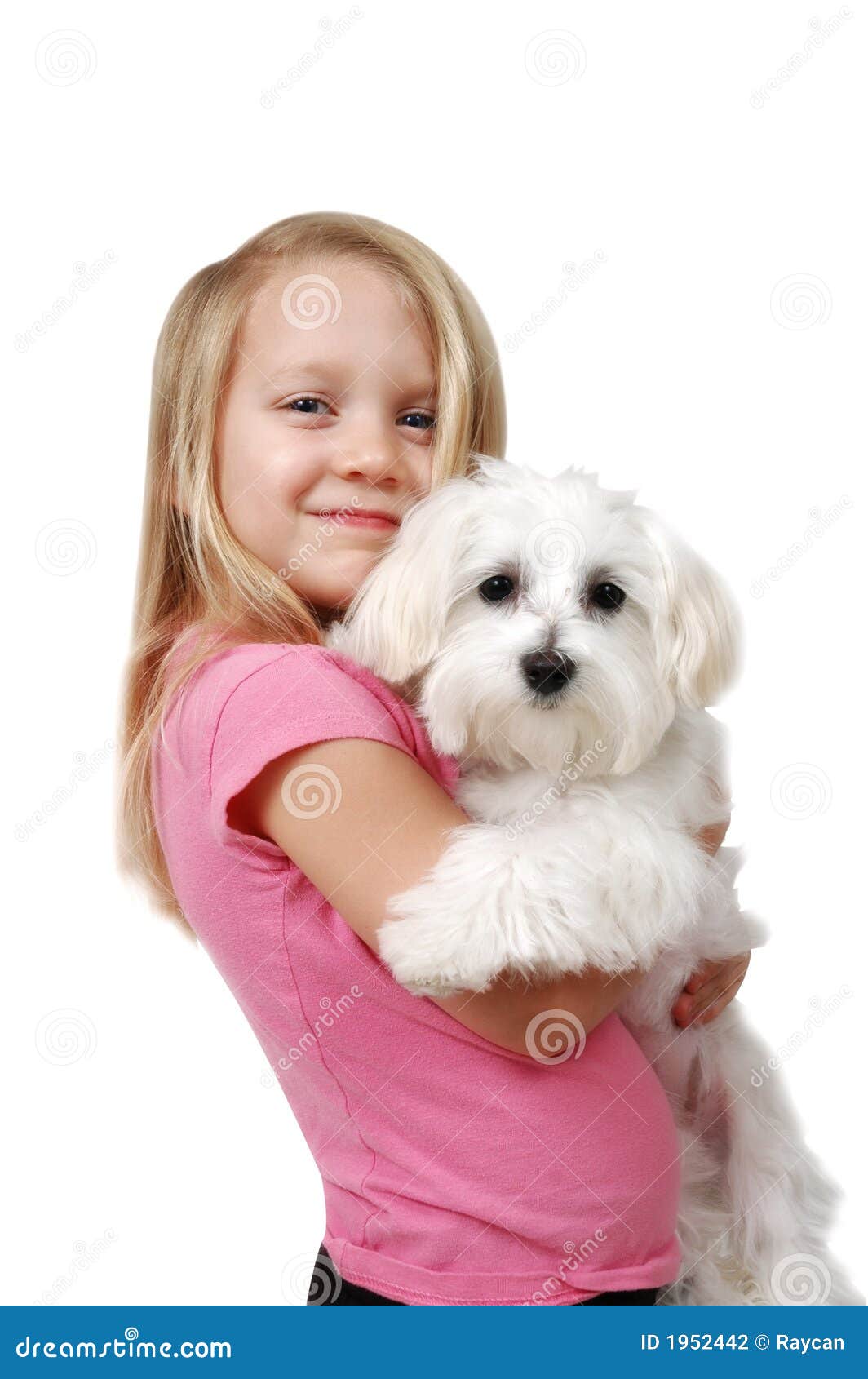 Puppy Love stock photo. Image of beautiful, blooded, maltese - 1952442