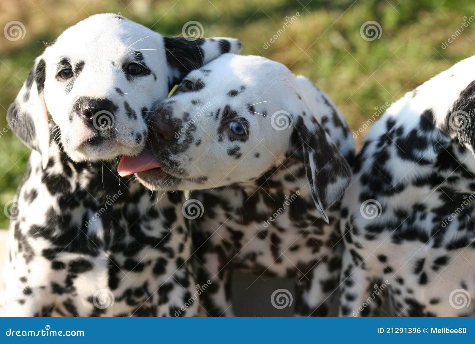 Puppy Love Stock Photo Image Of Dalmatian Unequal Disney 21291396