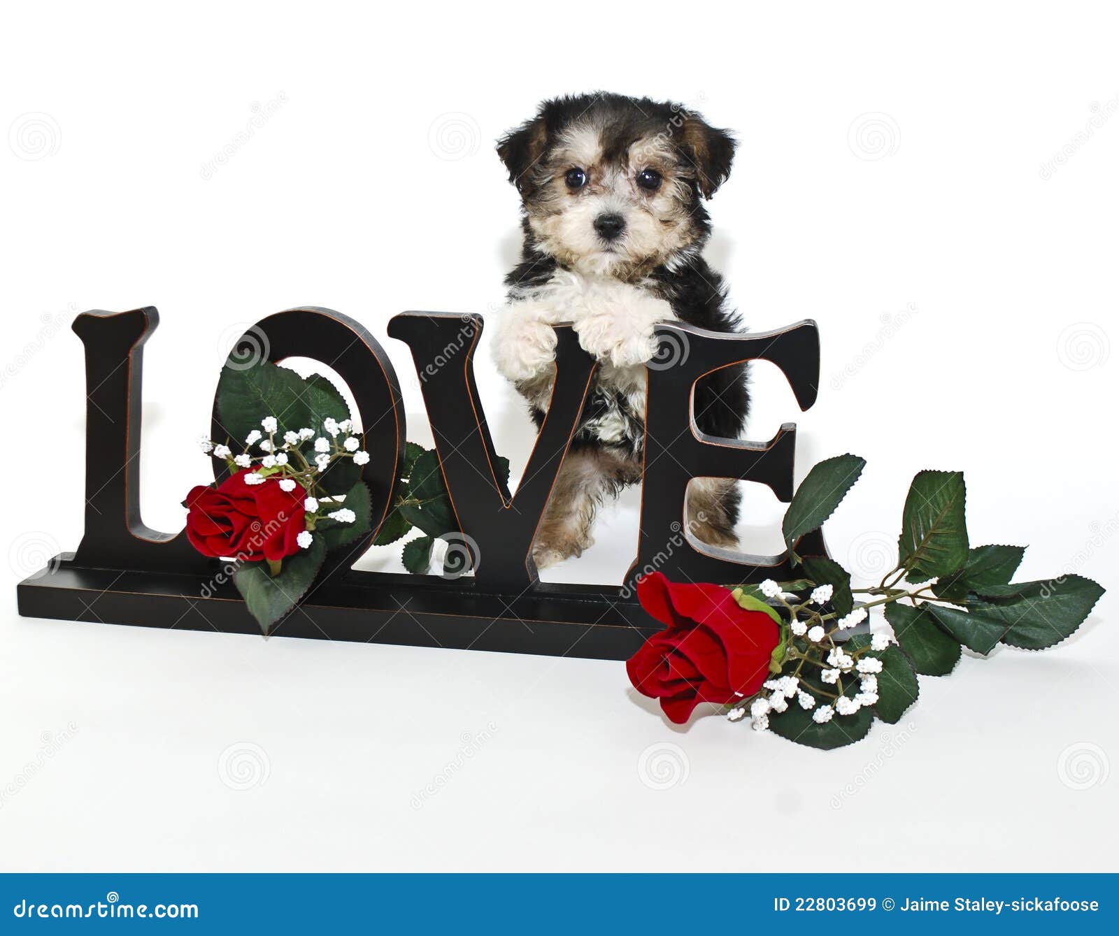 Puppy Love stock image. Image of baby, love, animal, petal 22803699