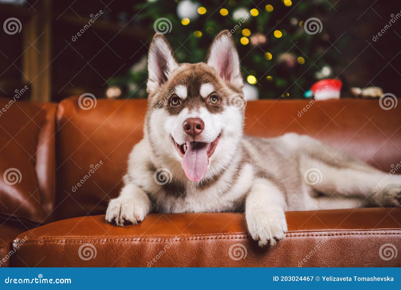 Red male husky 2025