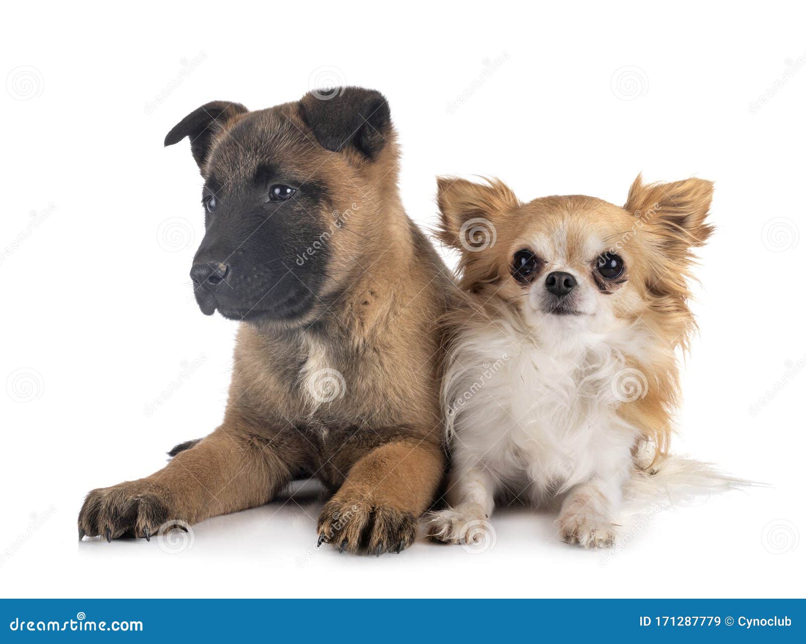 Puppy Malinois and Chihuahua Stock Image Image of background