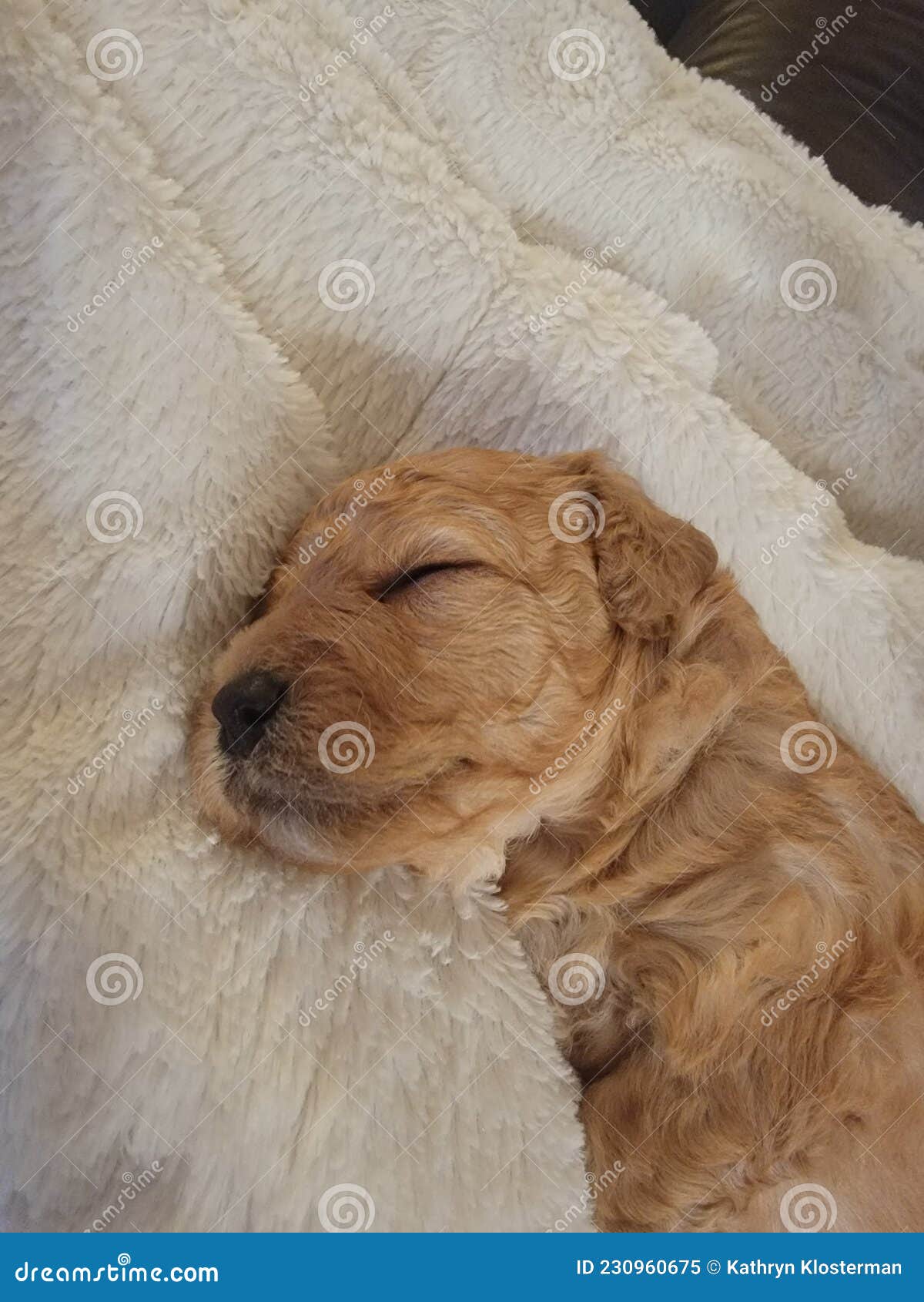 puppy mini goldendoodle
