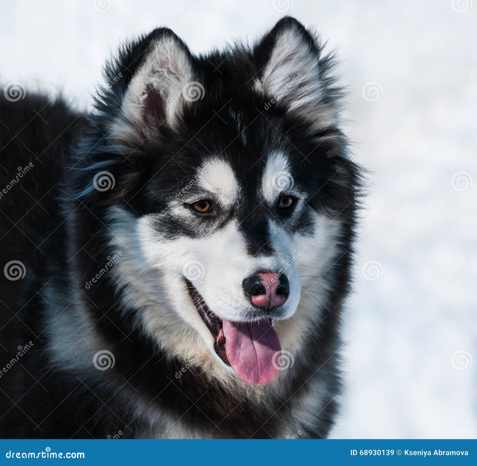 Puppy Of Mix Breed Alaskan Malamute And Siberian Husky Stock