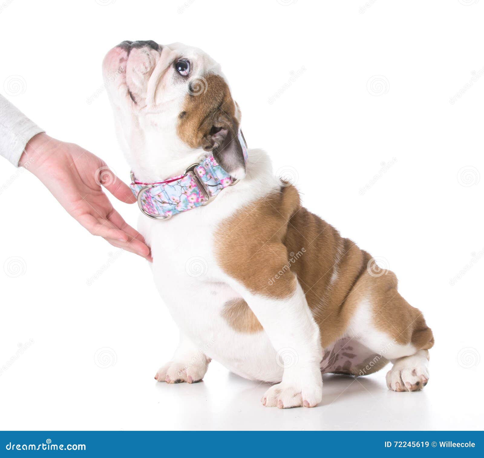 Puppy obedience training stock image. Image of watching 72245619