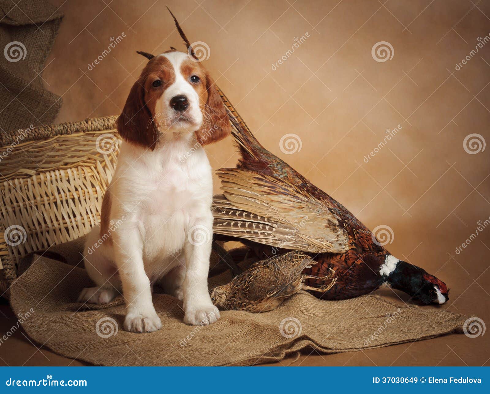 Puppy and pheasant stock image. Image of puppy, destination 37030649