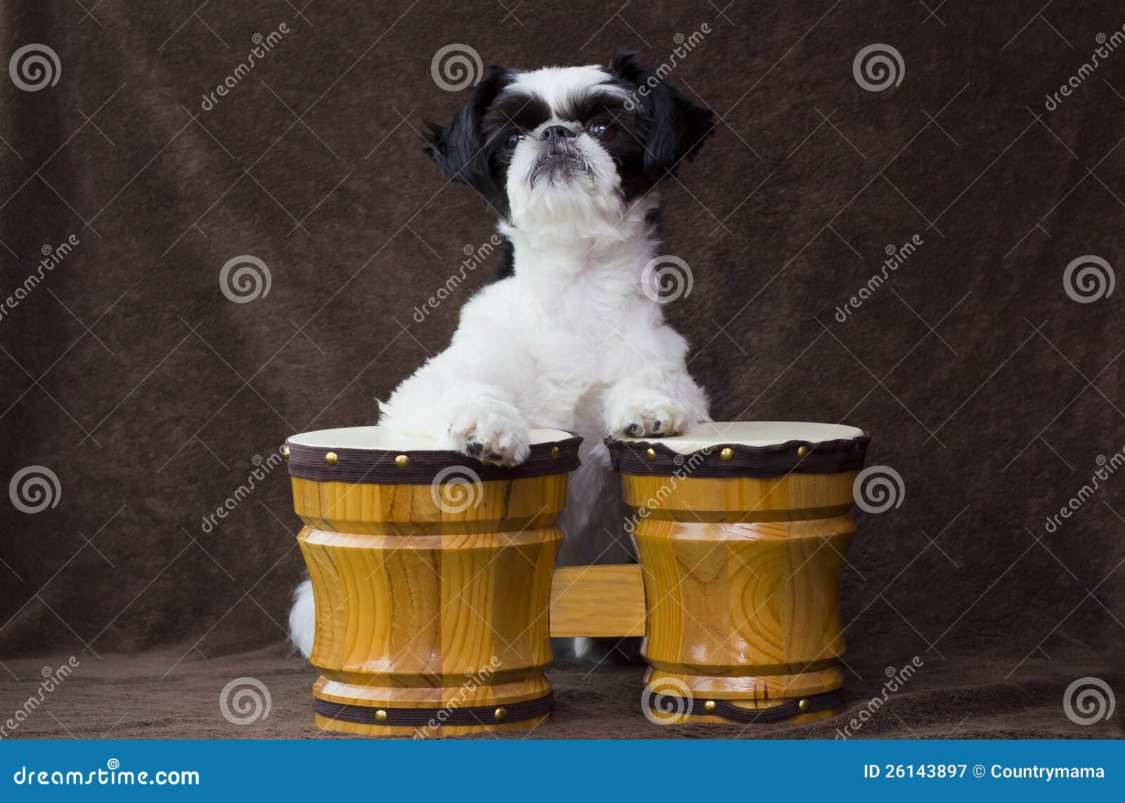 Puppy playing bongos. stock image. Image of happy, animal 26143897