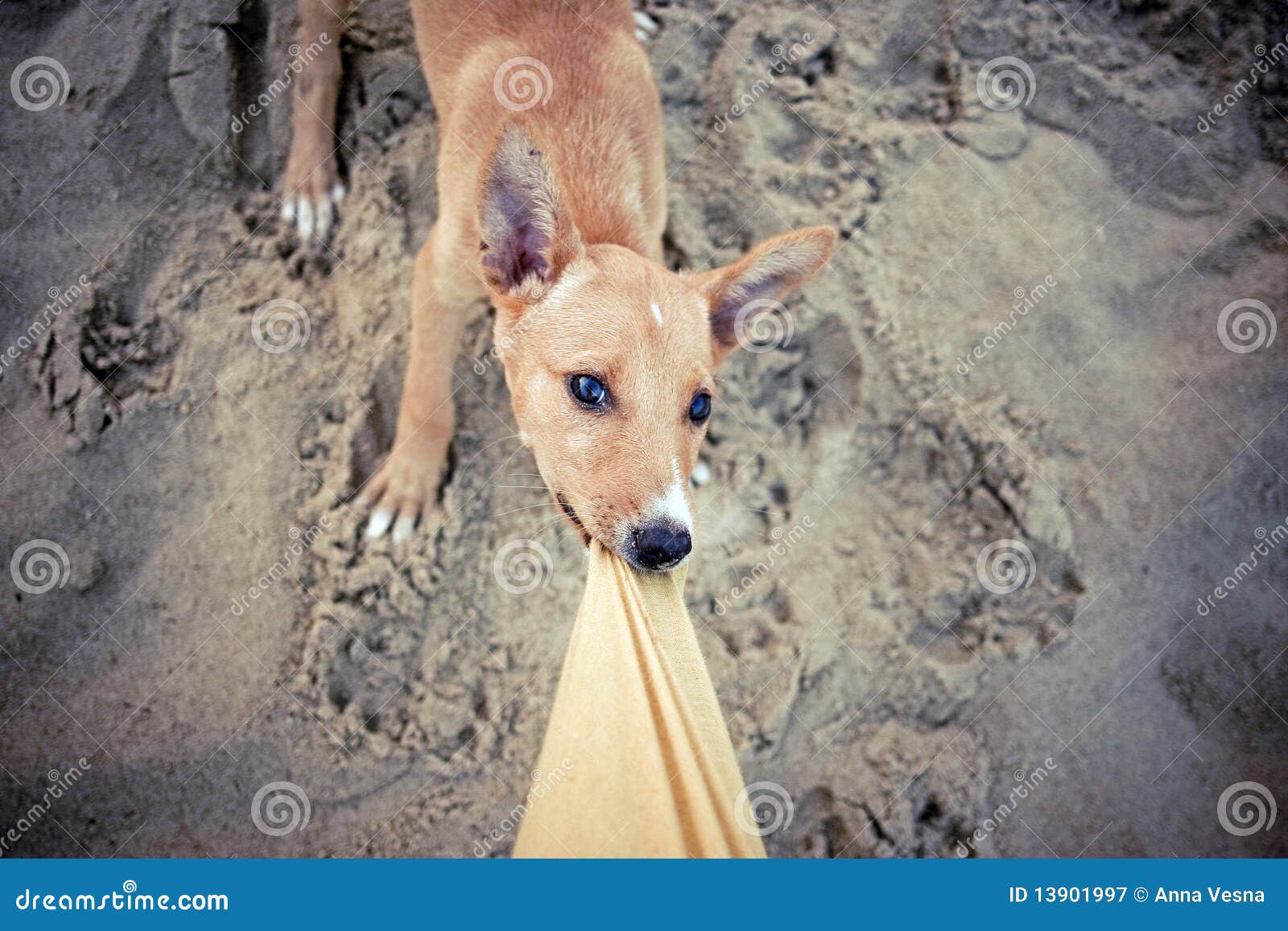 Puppy Playing and Dragging Pants. Stock Image Image of cute, home