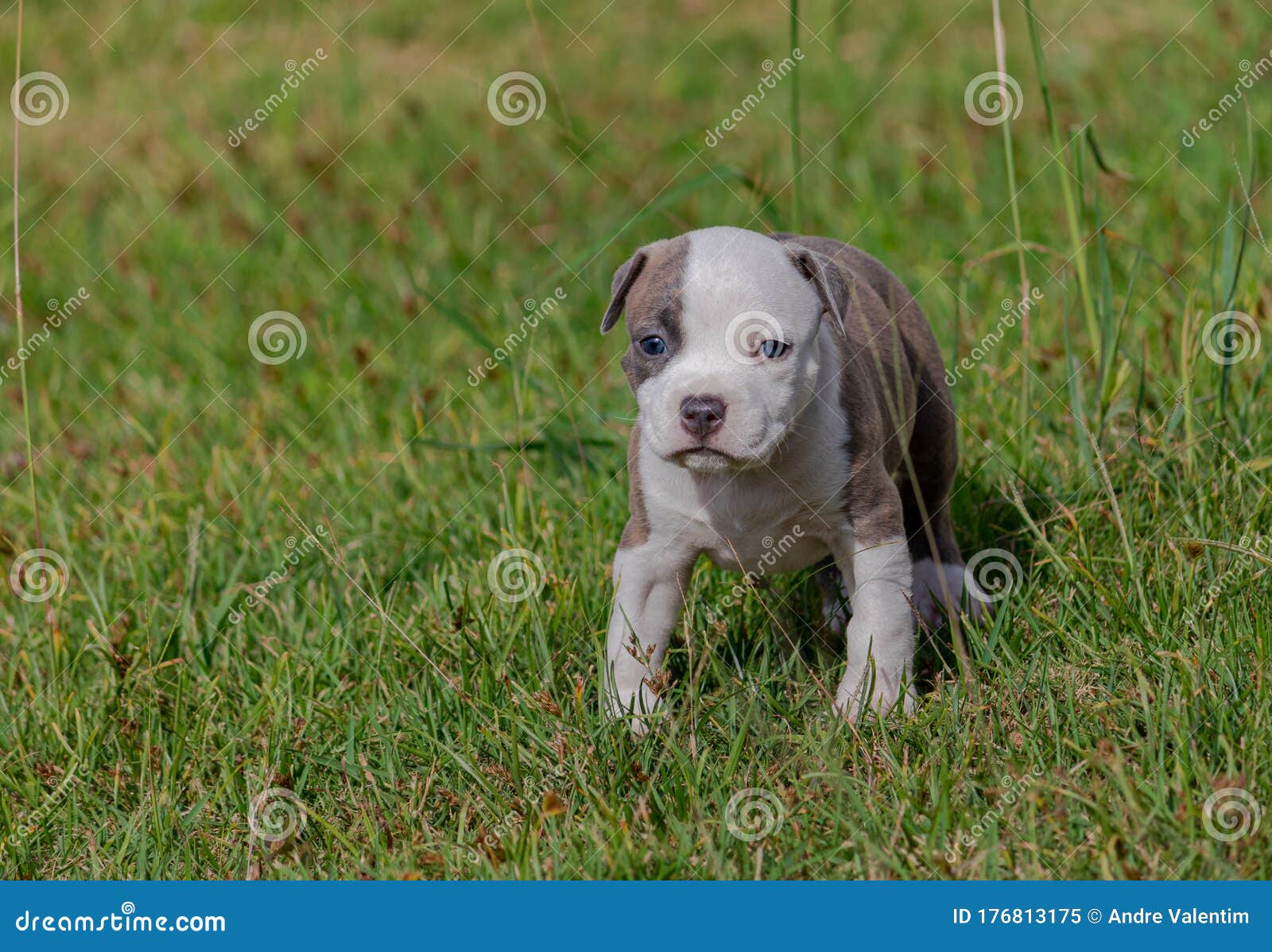 Puppy playing in the grass stock image. Image of grass - 176813175