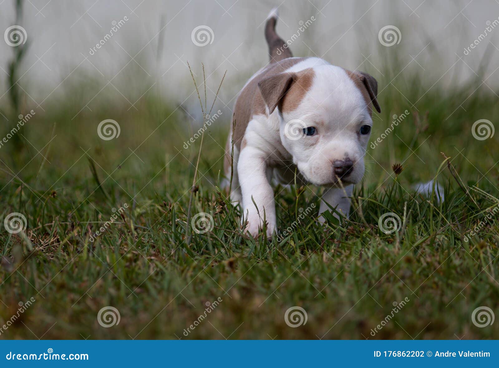 Puppy playing in the grass stock photo. Image of domestic - 176862202