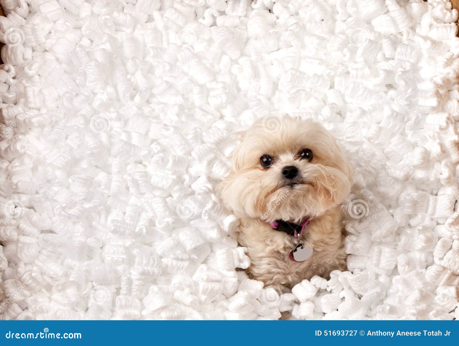 Puppy Playing in Packing Peanuts Stock Image Image of package