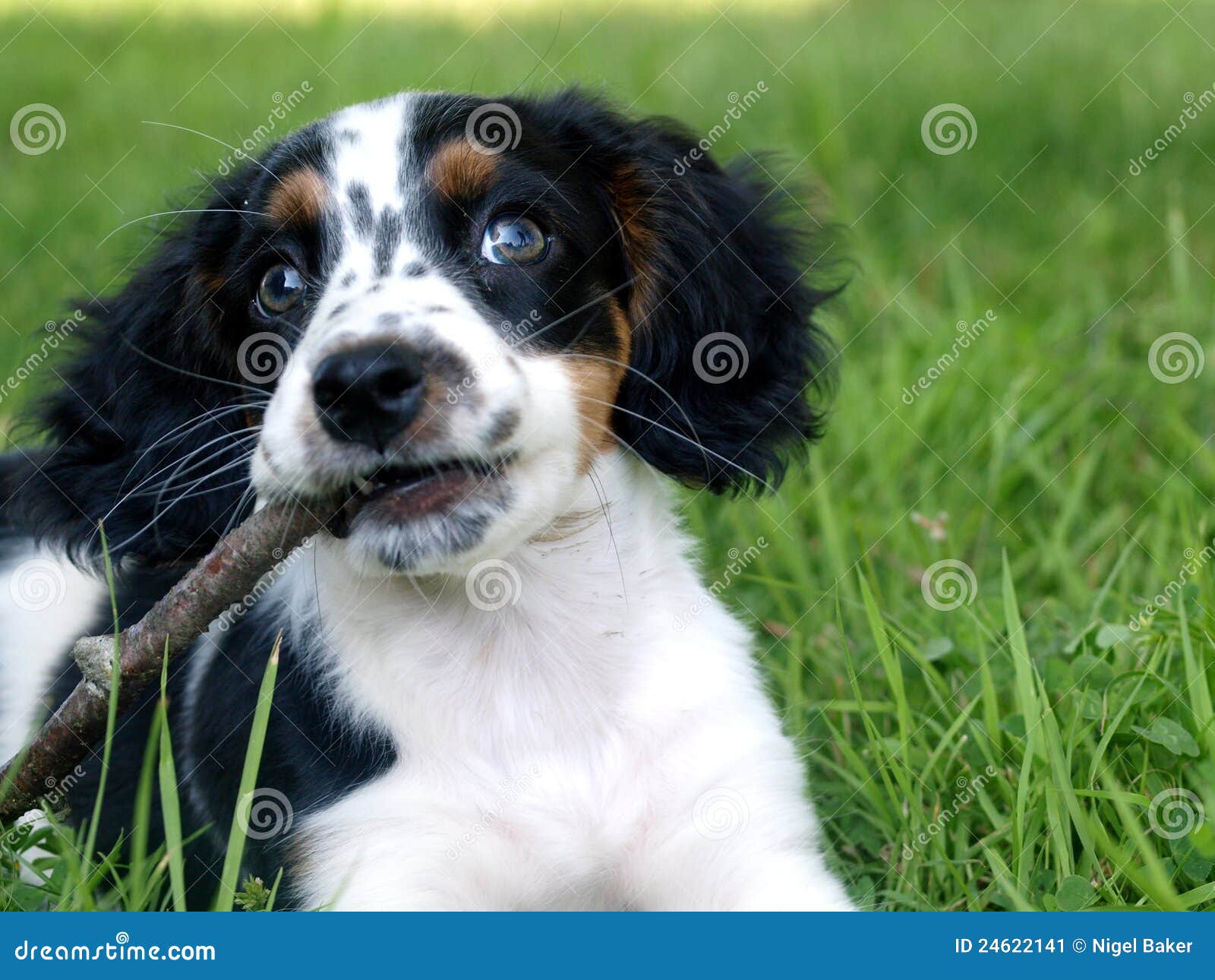 Puppy Playing with Stick stock image. Image of looking 24622141