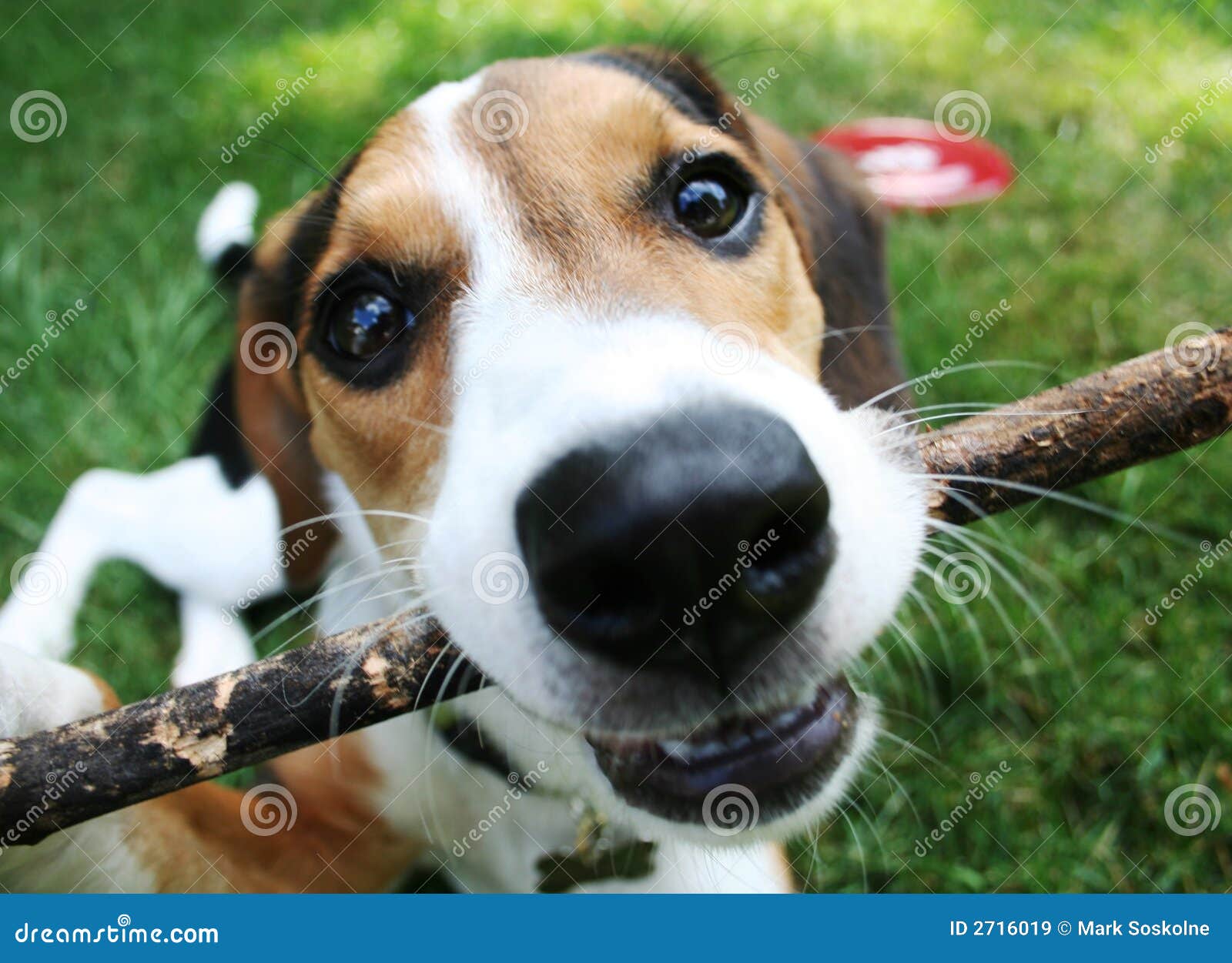 Puppy Playing with Stick stock image. Image of puppy, playing 2716019