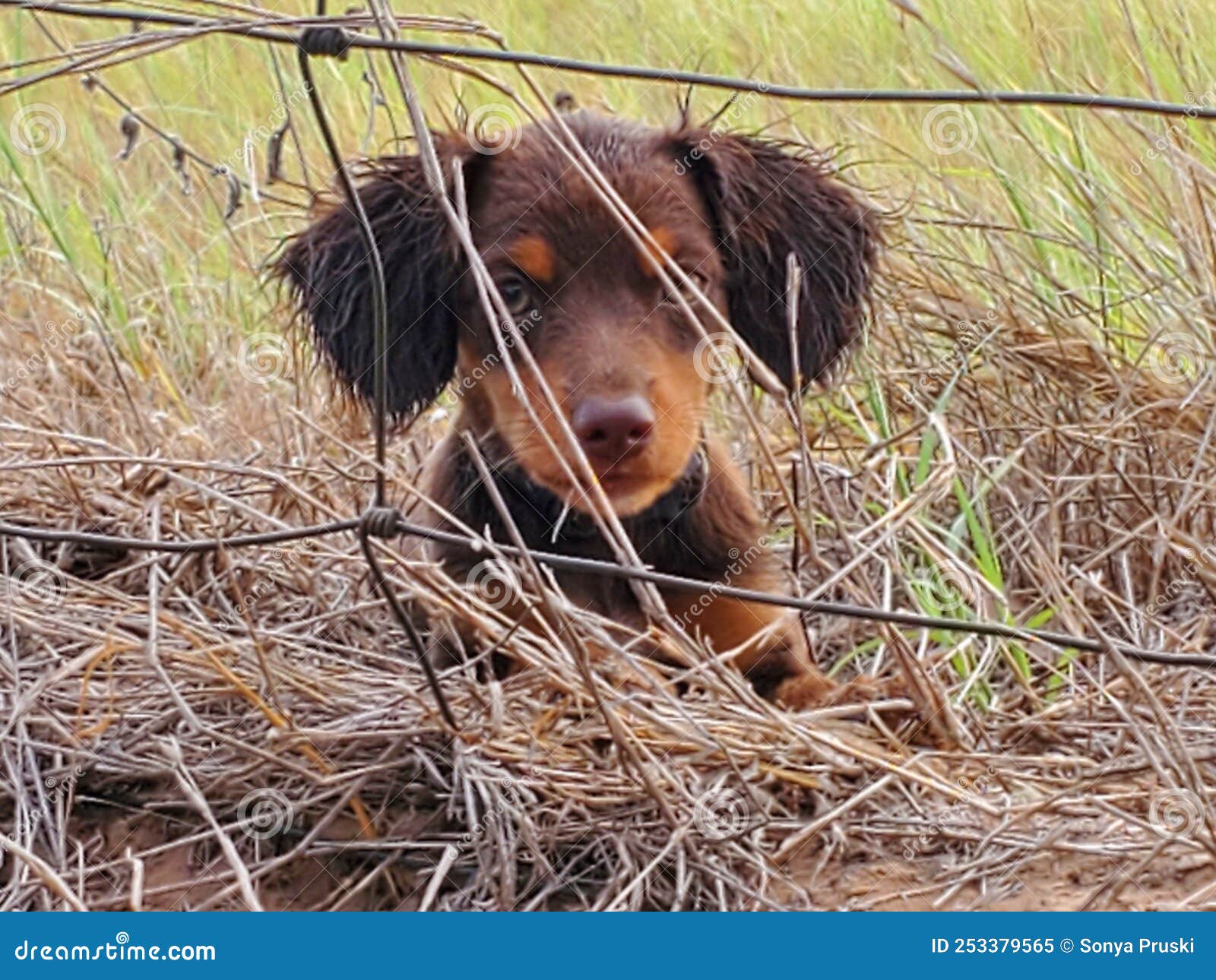 Puppy and the Prairie Grass on the Farm Stock Image Image of wildlife