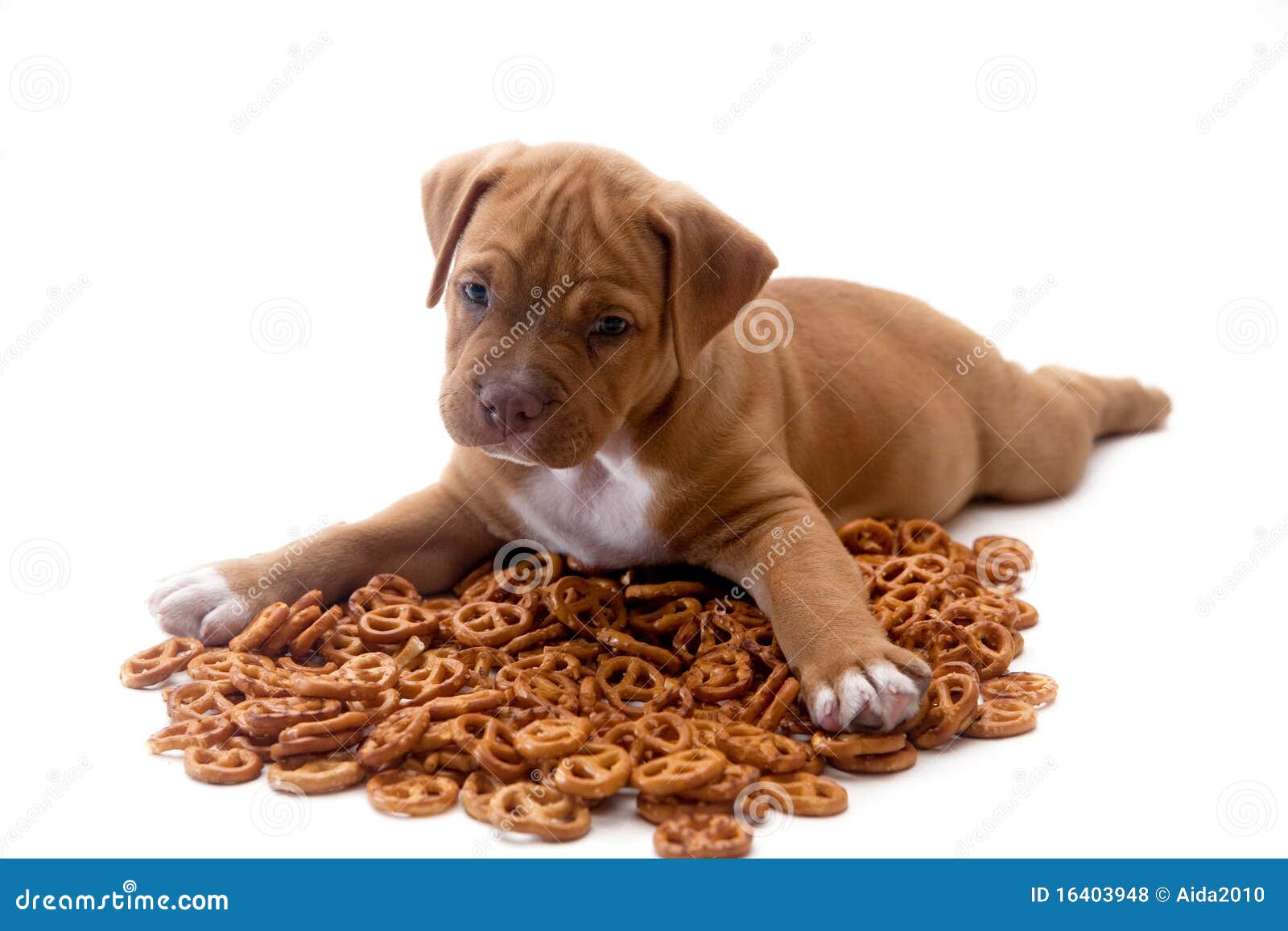 Puppy and pretzels stock photo. Image of success, strong 16403948