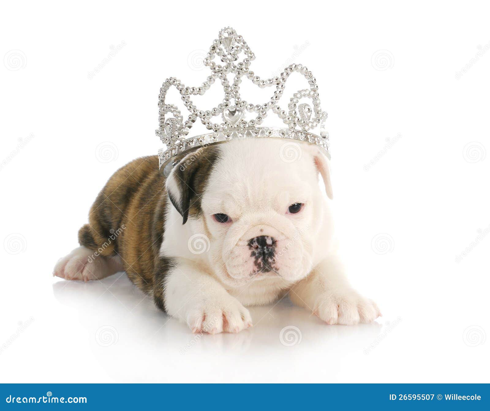 Puppy princess stock image. Image of accessory, clothes 26595507