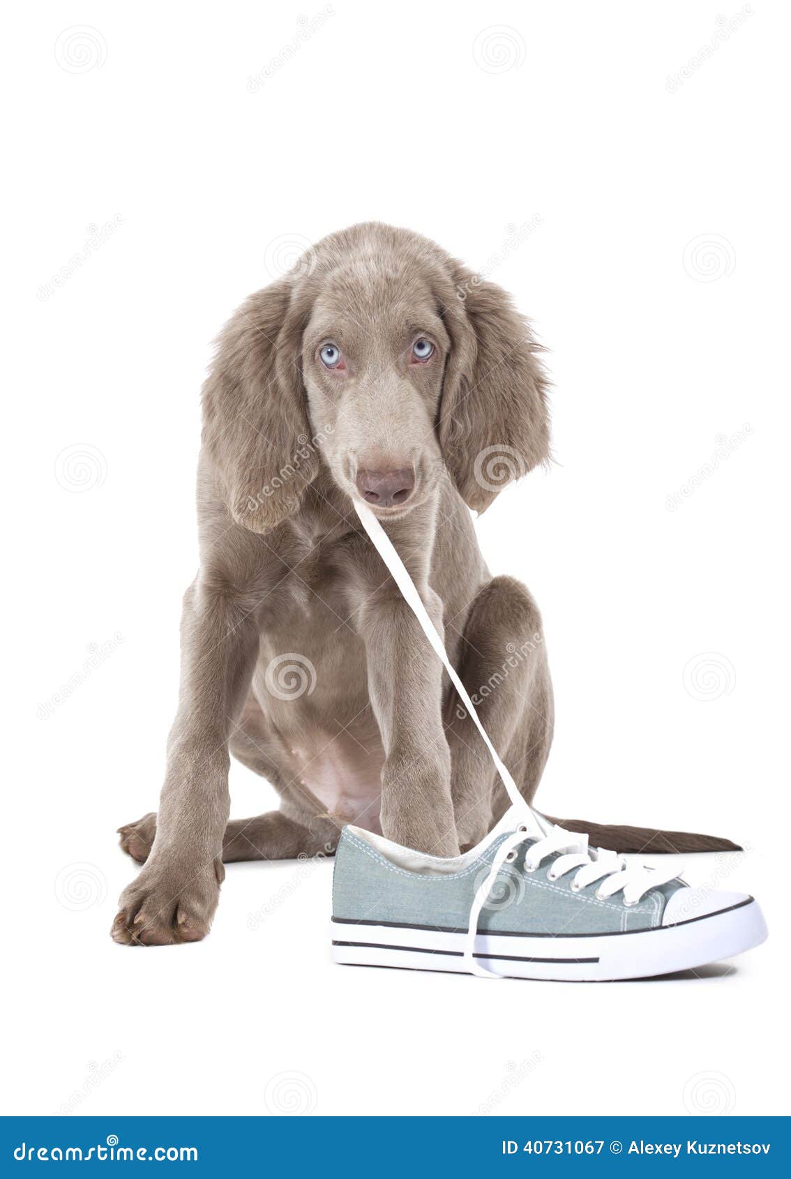 Puppy pulling shoe lace stock image. Image of prankish 40731067