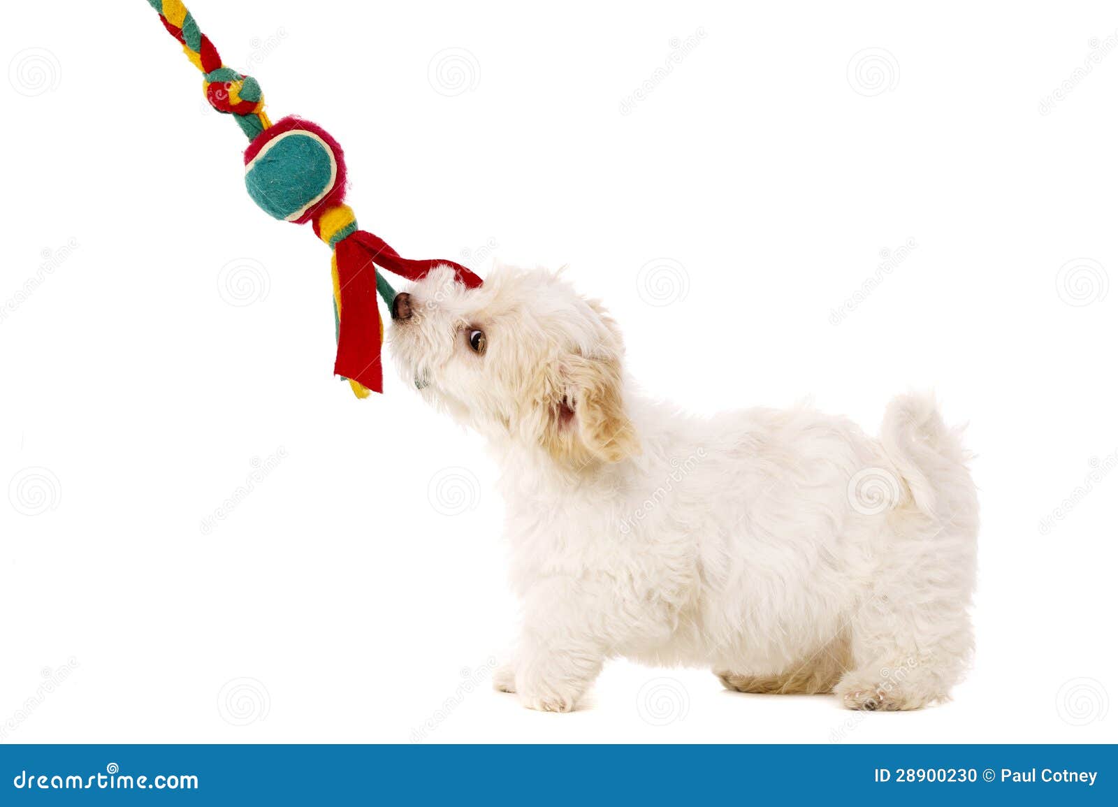 Puppy Pulling Toy Isolated on a White Background Stock Photo Image of