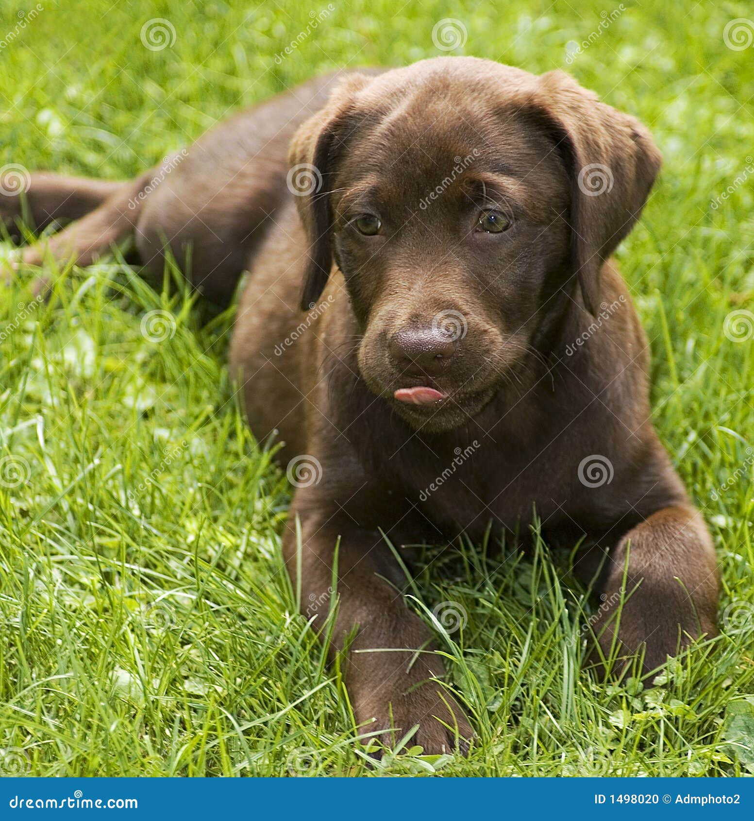 Puppy raspberry stock photo. Image of puppy, canine, mournful 1498020