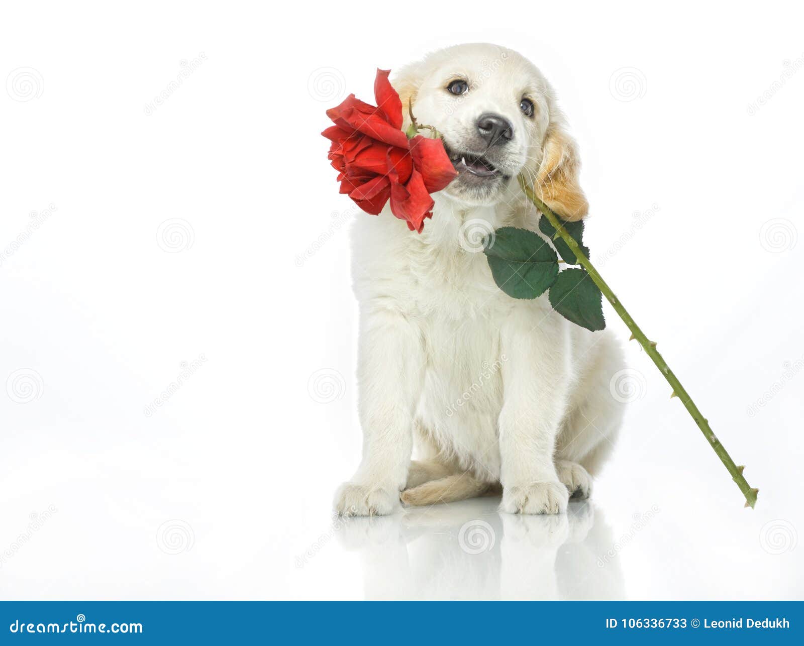 Puppy with red rose flower stock image. Image of looking - 106336733