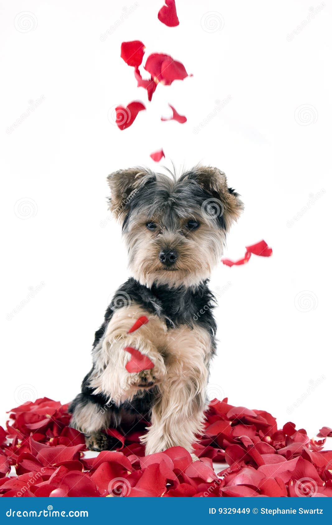 Puppy in rose petals stock image. Image of baby, falling 9329449