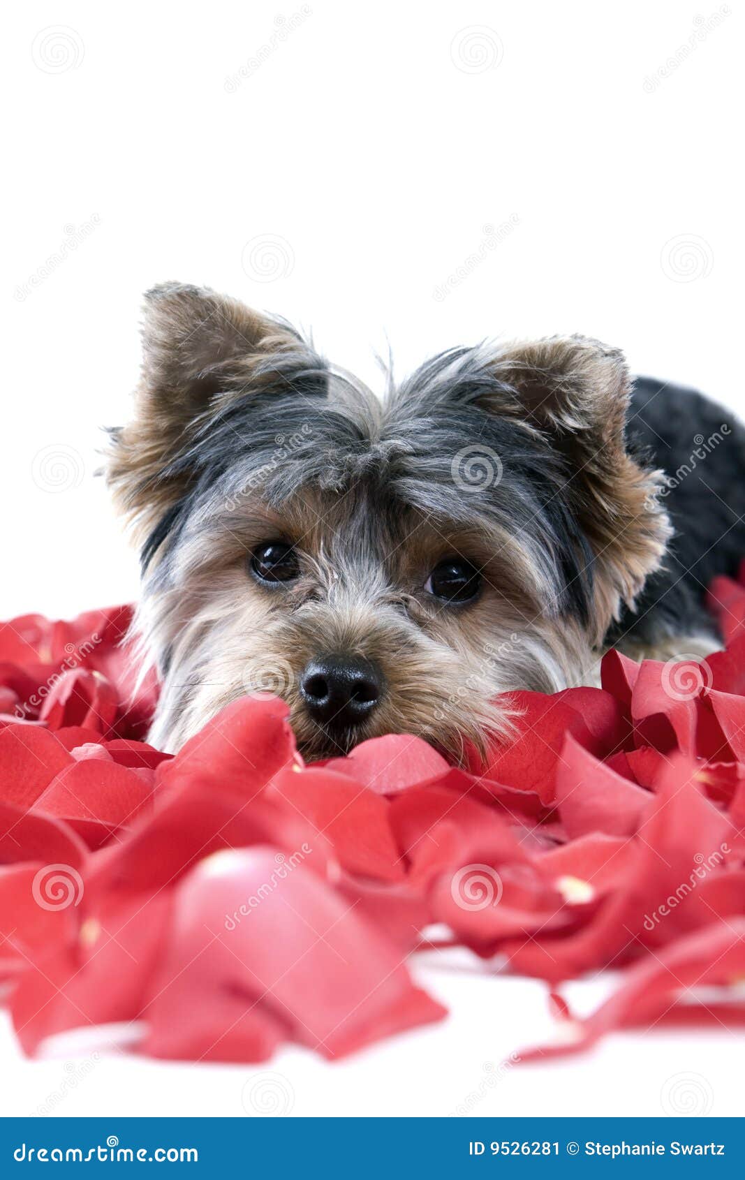 Puppy in rose petals stock image. Image of cute, puppy - 9526281