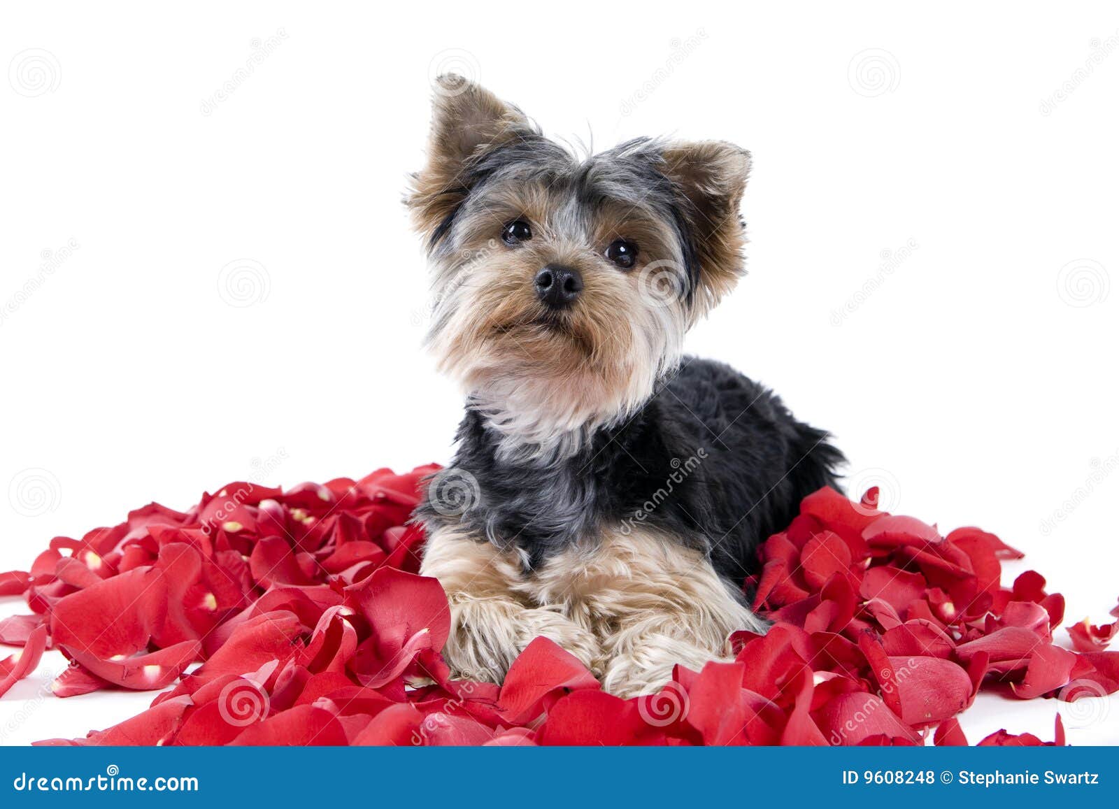 Puppy in rose petals stock photo. Image of flower, fluffy 9608248