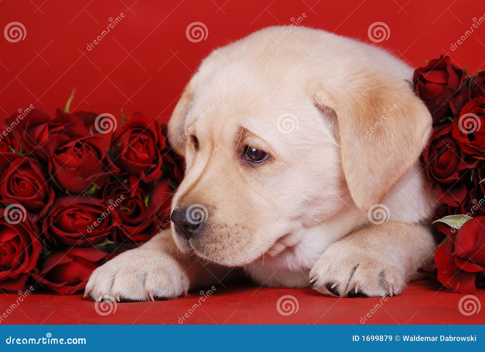 Puppy and roses stock image. Image of emotion, friendship - 1699879