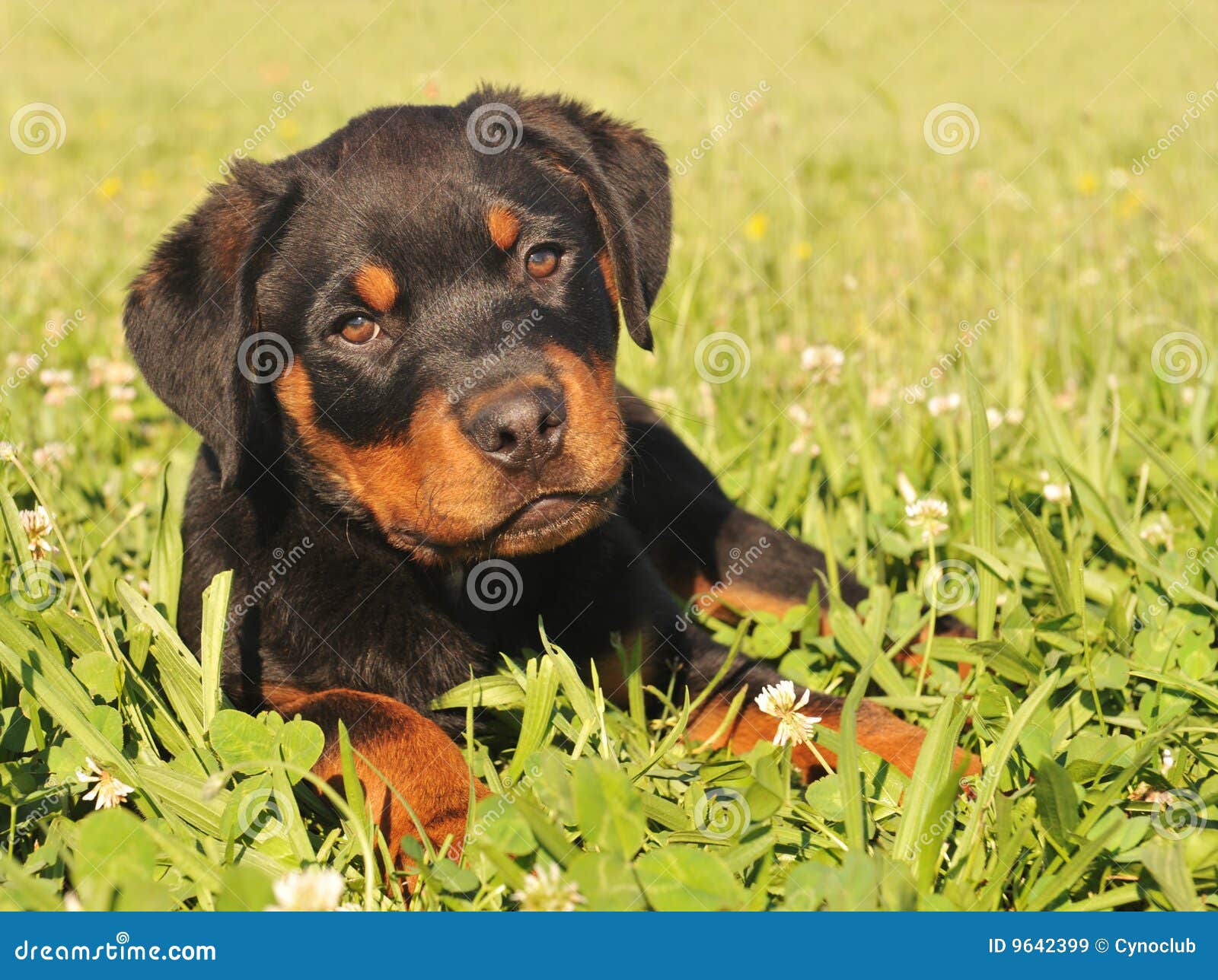 Puppy rottweiler. Portrait of a young puppy purebred rottweiler in a garden