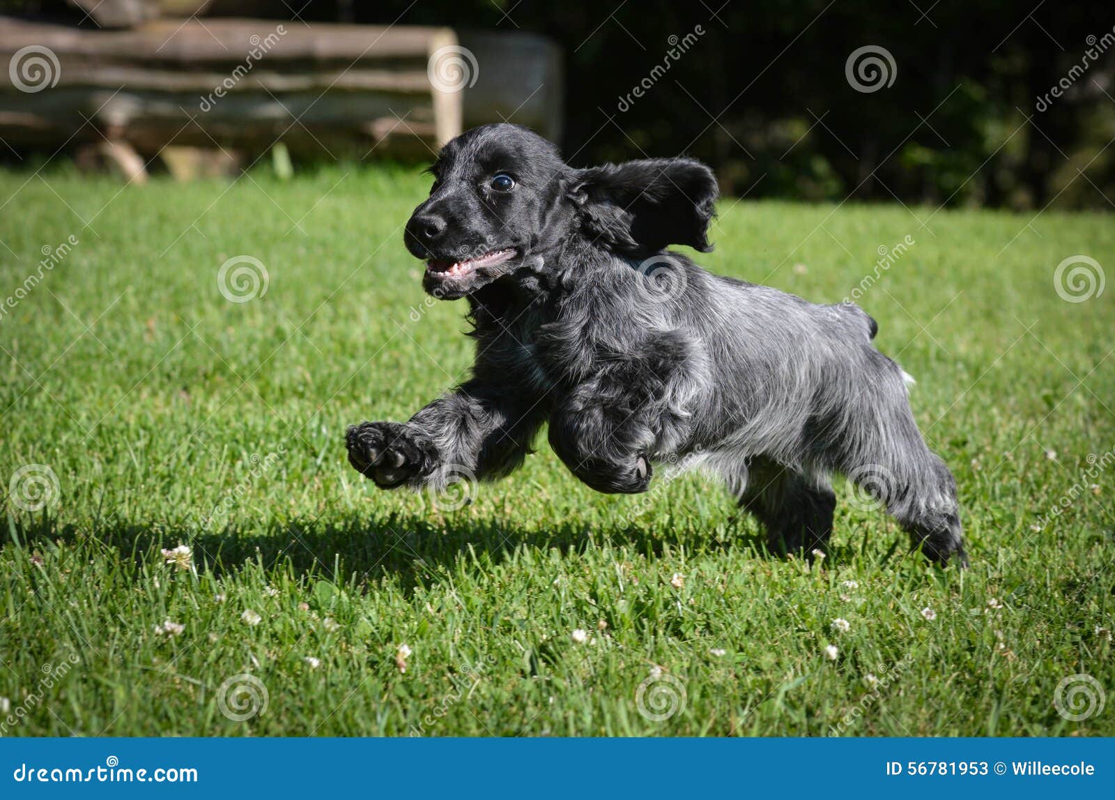 blue roan cocker spaniel puppy