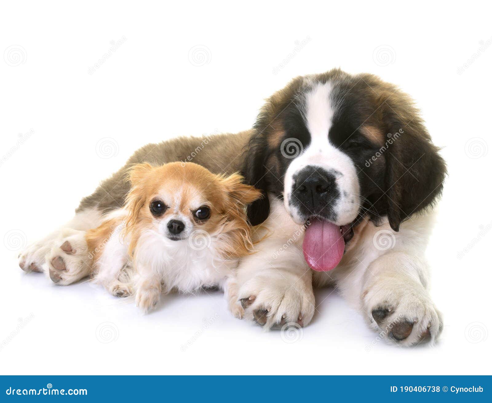 Puppy Saint Bernard and Chihuahua Stock Photo Image of isolated