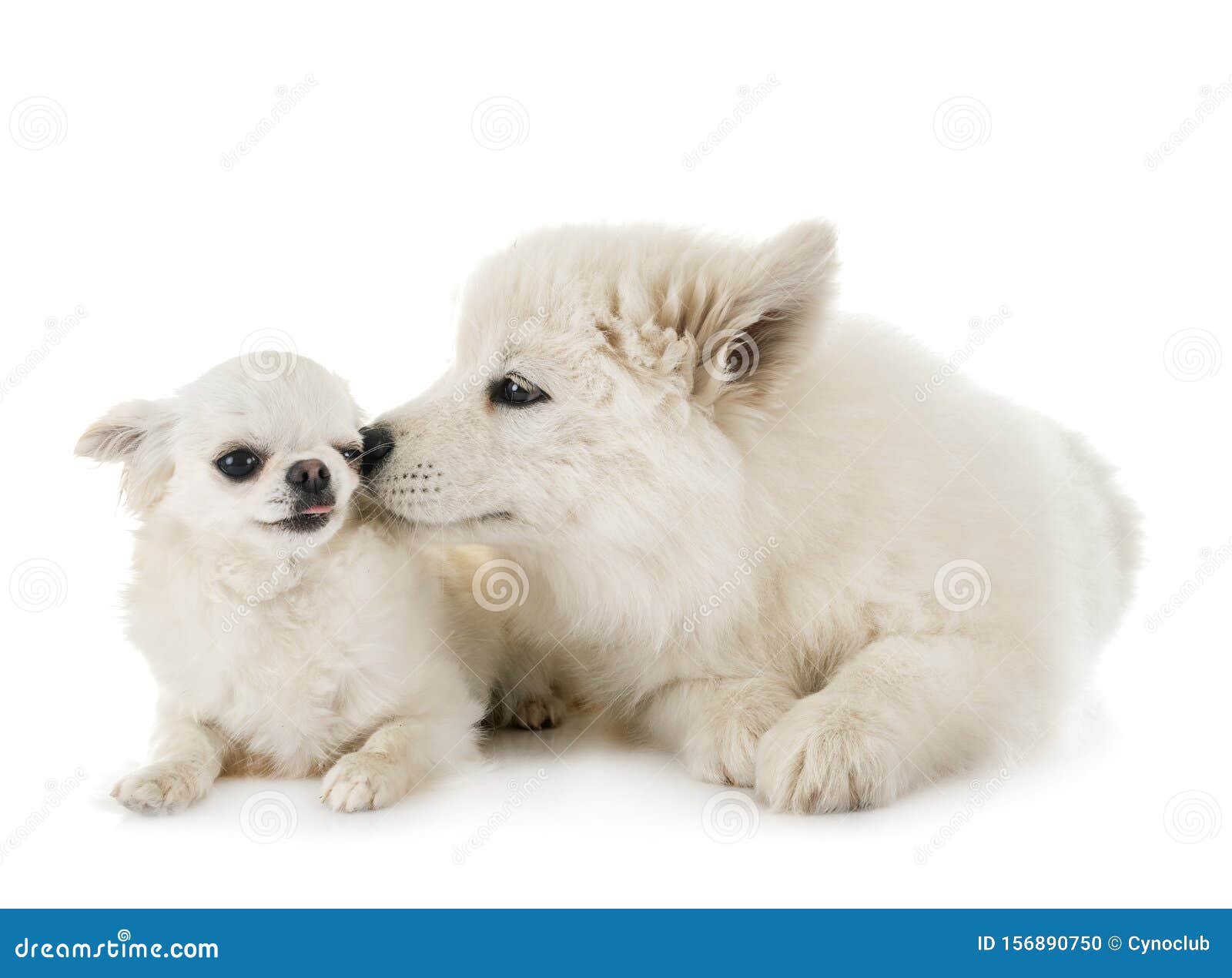 Puppy Samoyed and Chihuahua Stock Photo - Image of samoyed: 156890750