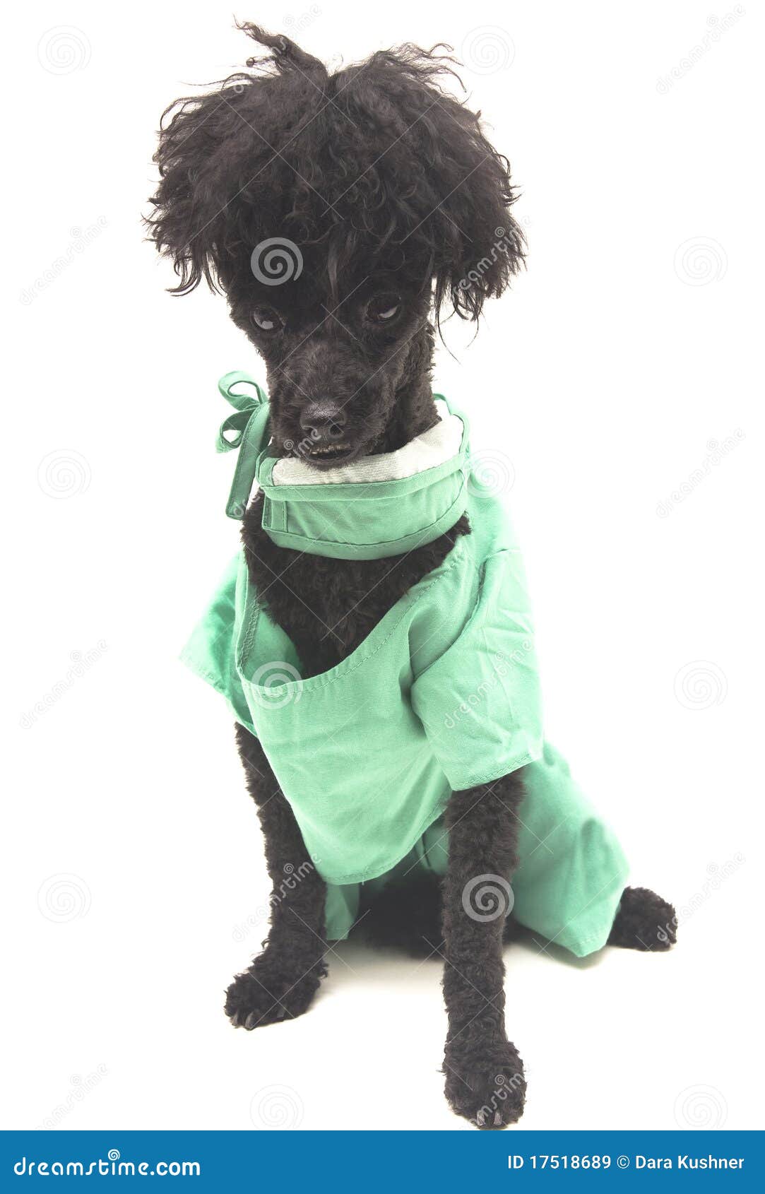 Puppy in Scrubs stock image. Image of messy, isolated 17518689