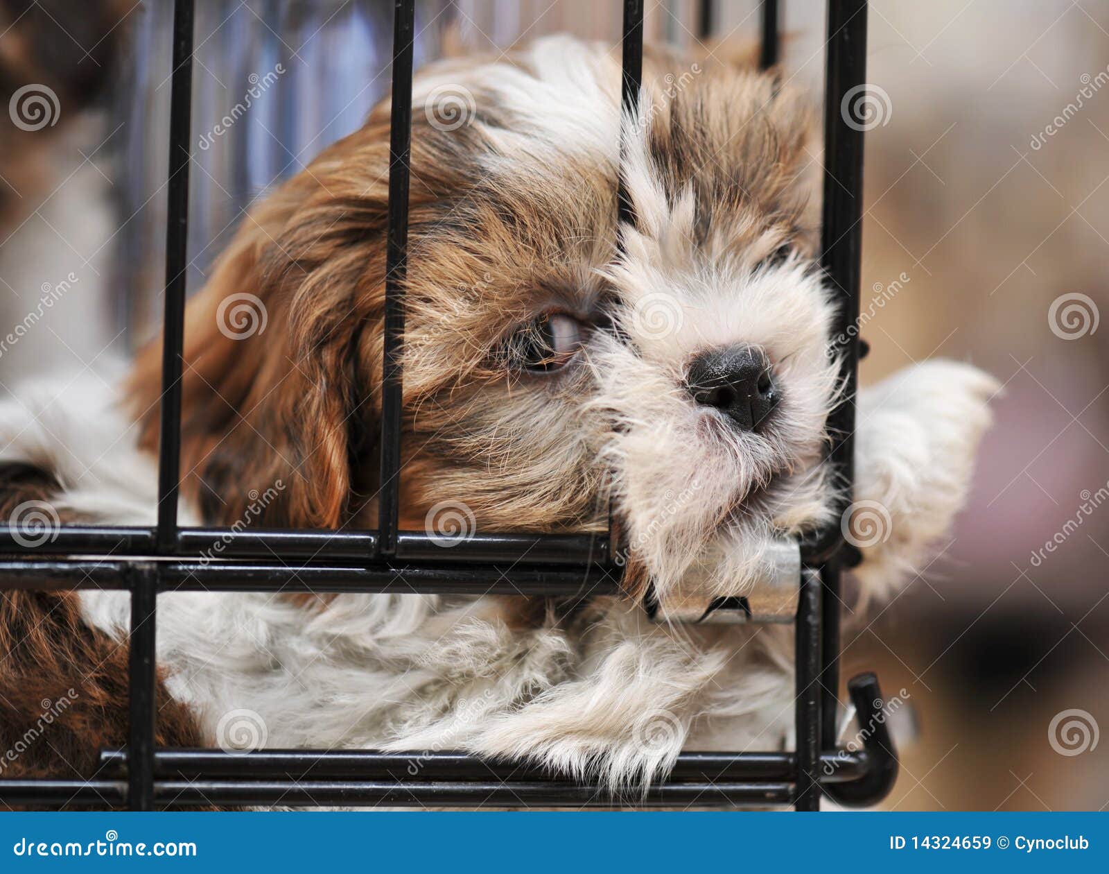 Puppy shihtzu in cage stock image. Image of shitzu, head 14324659