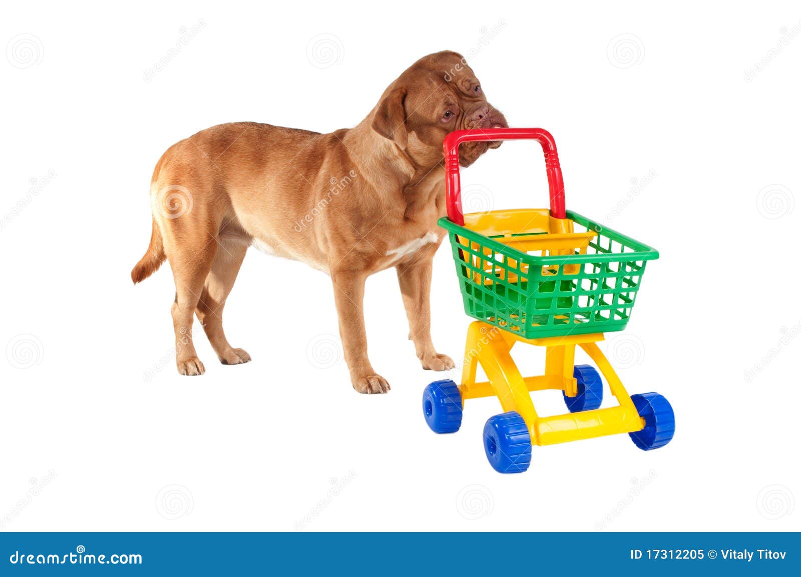 Puppy shopping stock image. Image of cart, nature, grocery 17312205