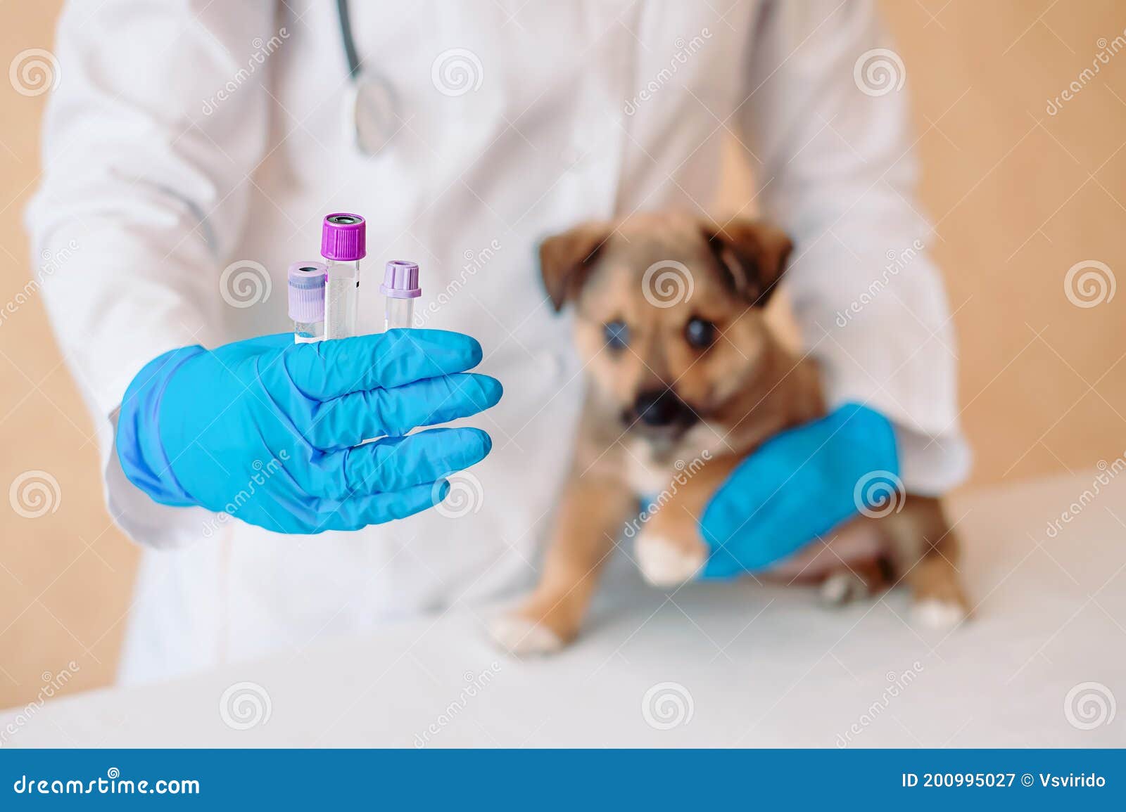 Puppy Shots Schedule. Pet Vaccines. Vet Doctor Holding Test Tubes with Vaccine Near Cute Little Mongrel Dog in Clinic, Closeup Stock Image - Image of healthy, examination: 200995027 Puppy Shots Schedule. Pet Vaccines. Vet Doctor Holding Test Tubes with Vaccine Near Cute Little Mongrel Dog in Clinic, Closeup Stock Image - Image of healthy, examination: 200995027