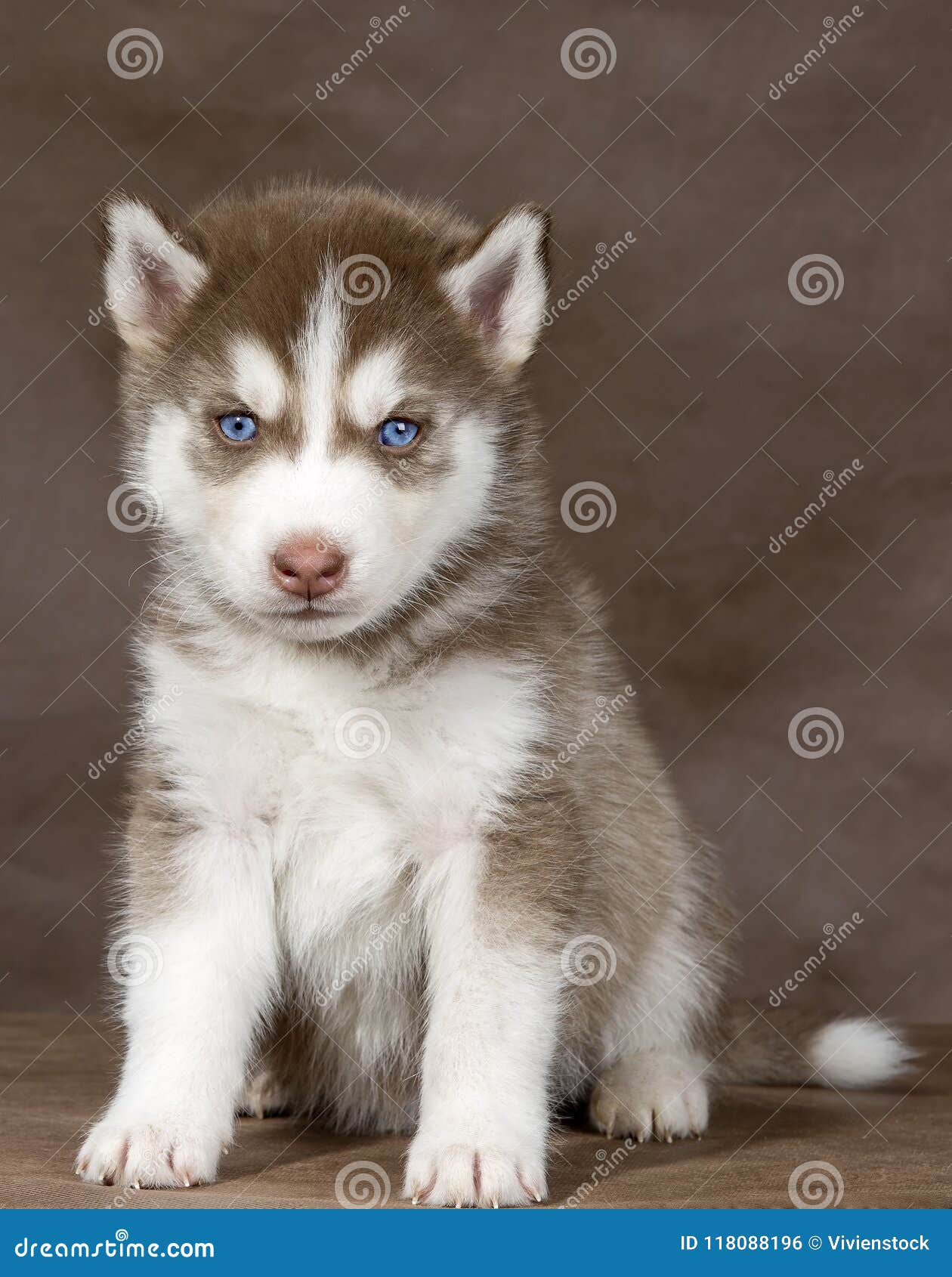 siberian husky small dogs
