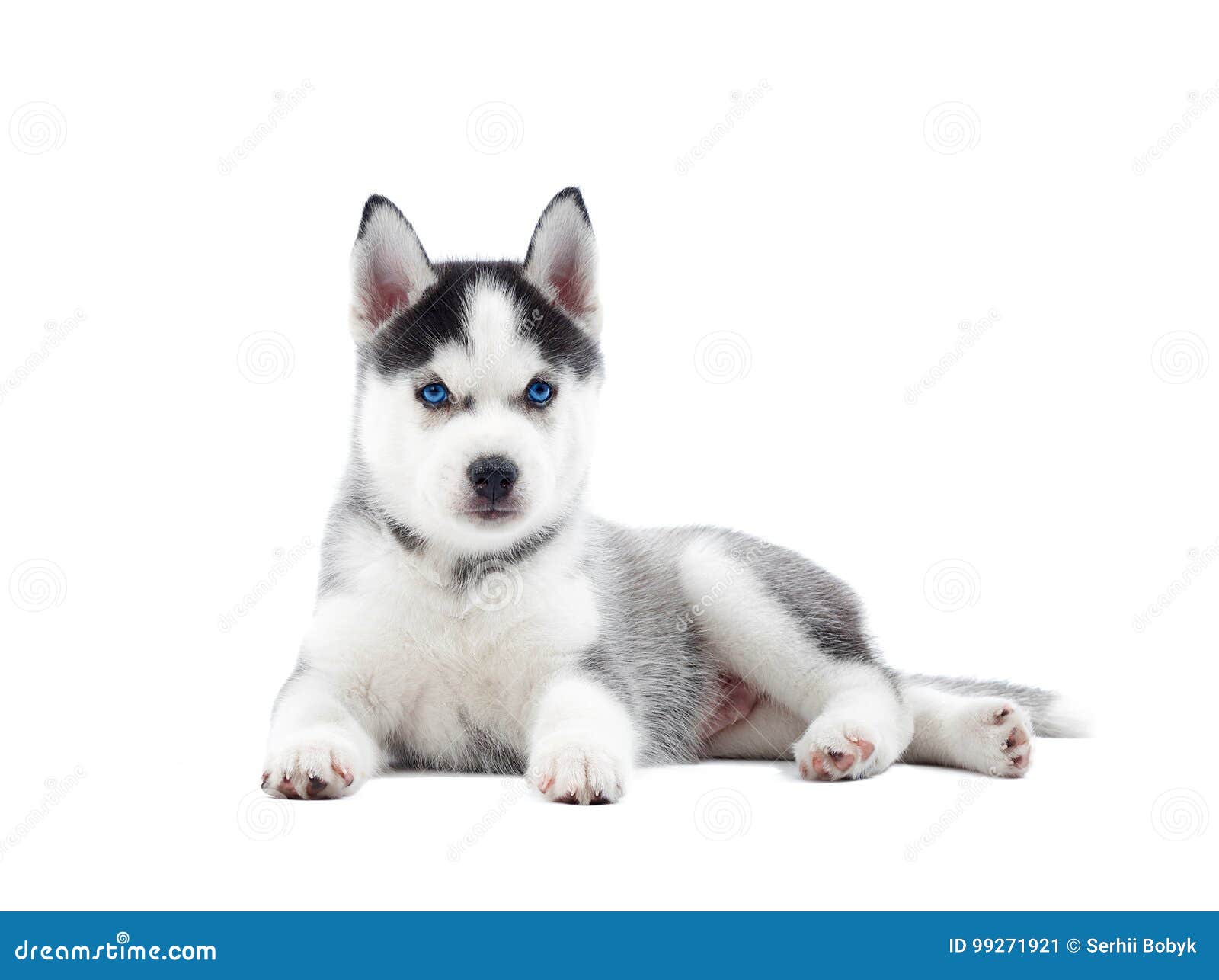 Puppy Of Siberian Husky Dog With Birth Blue Eyes. Stock Image Image