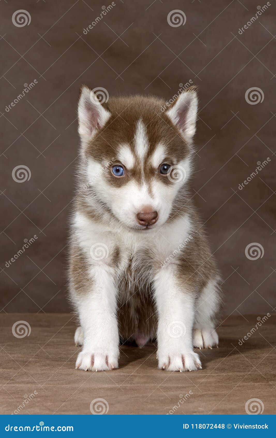 dog husky small