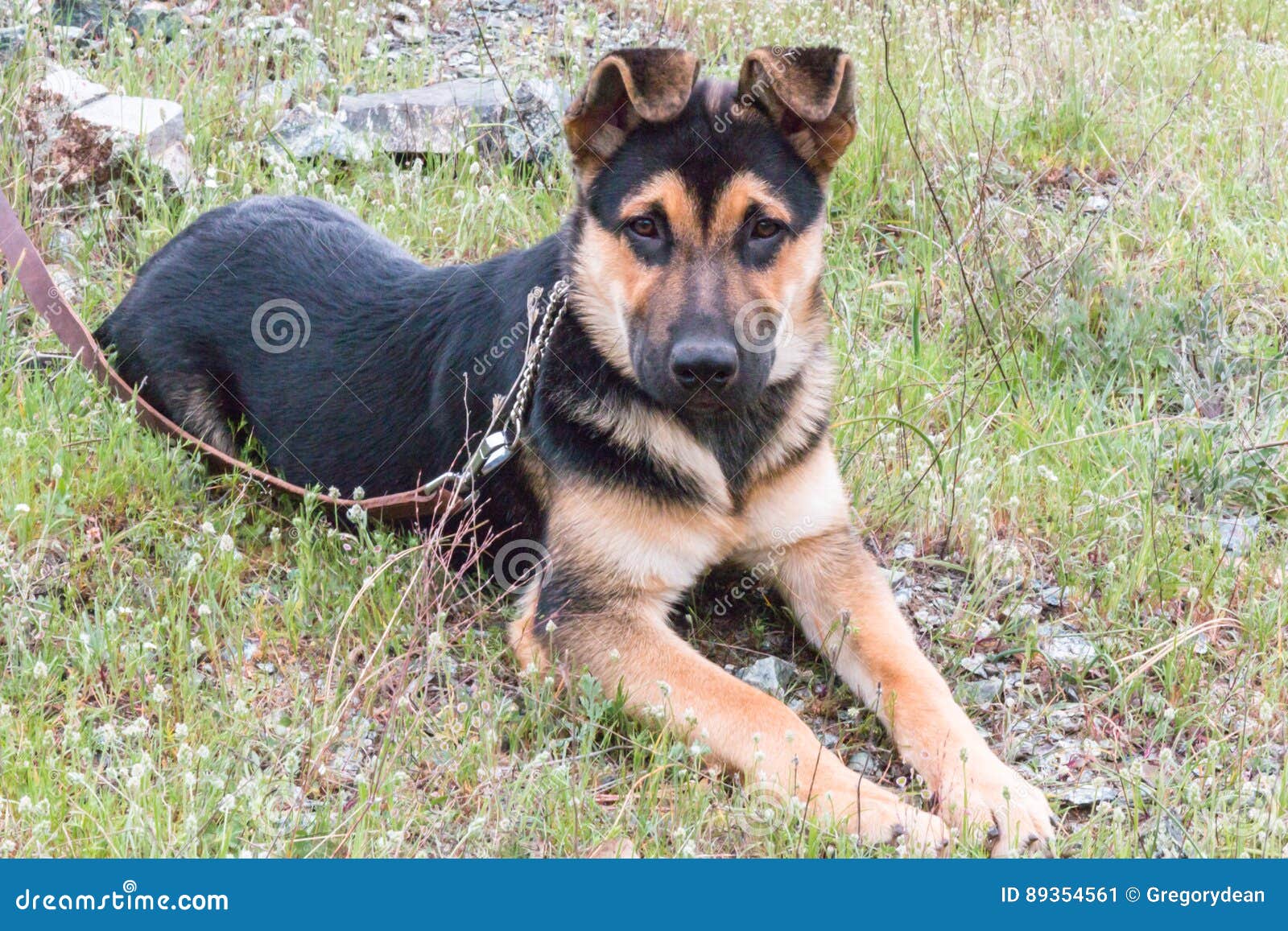 Puppy Sitting On Green Grass Stock Image Image Of Grass Animal 89354561