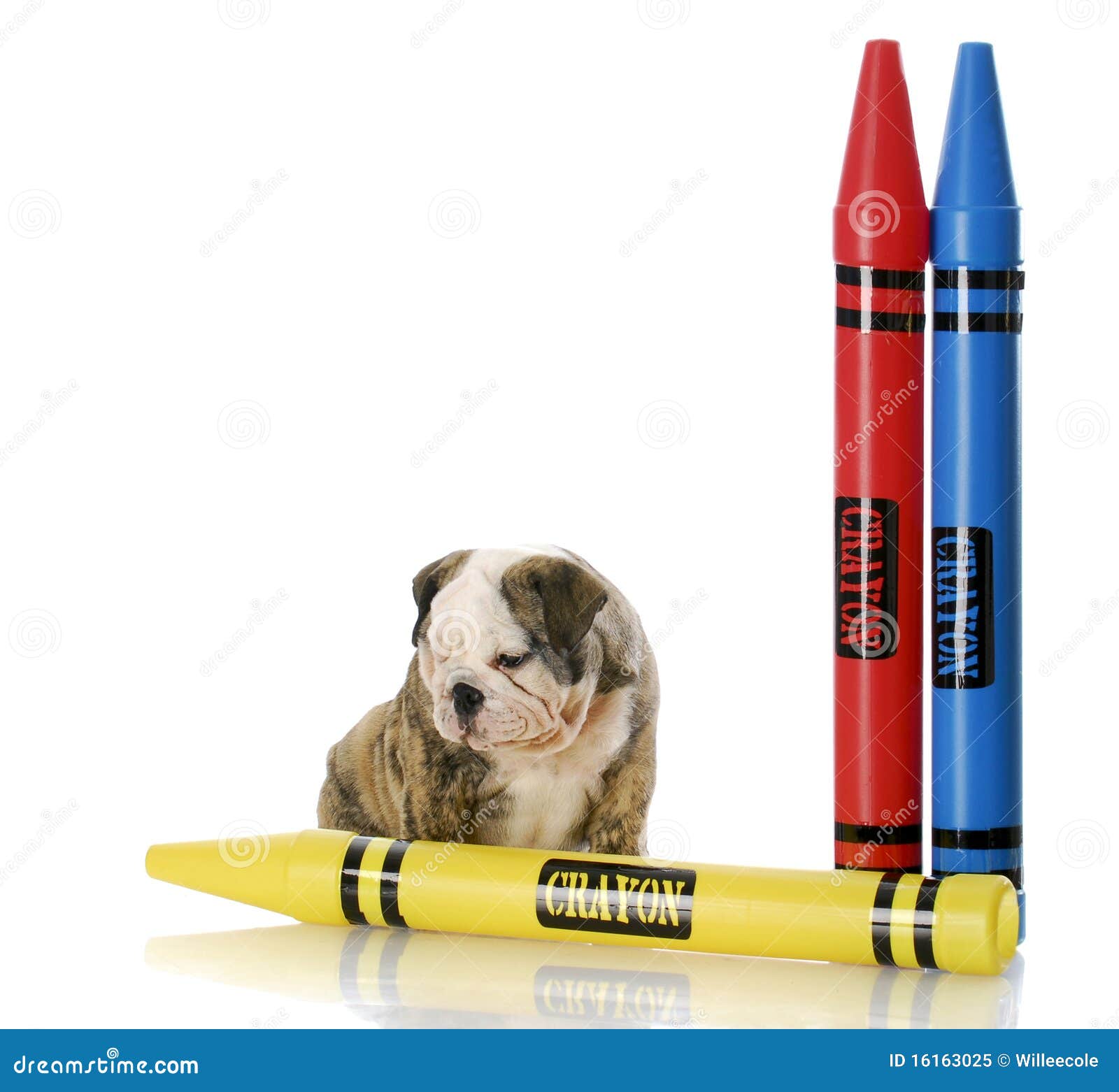Puppy Sitting with Large Crayons Stock Image Image of elementary