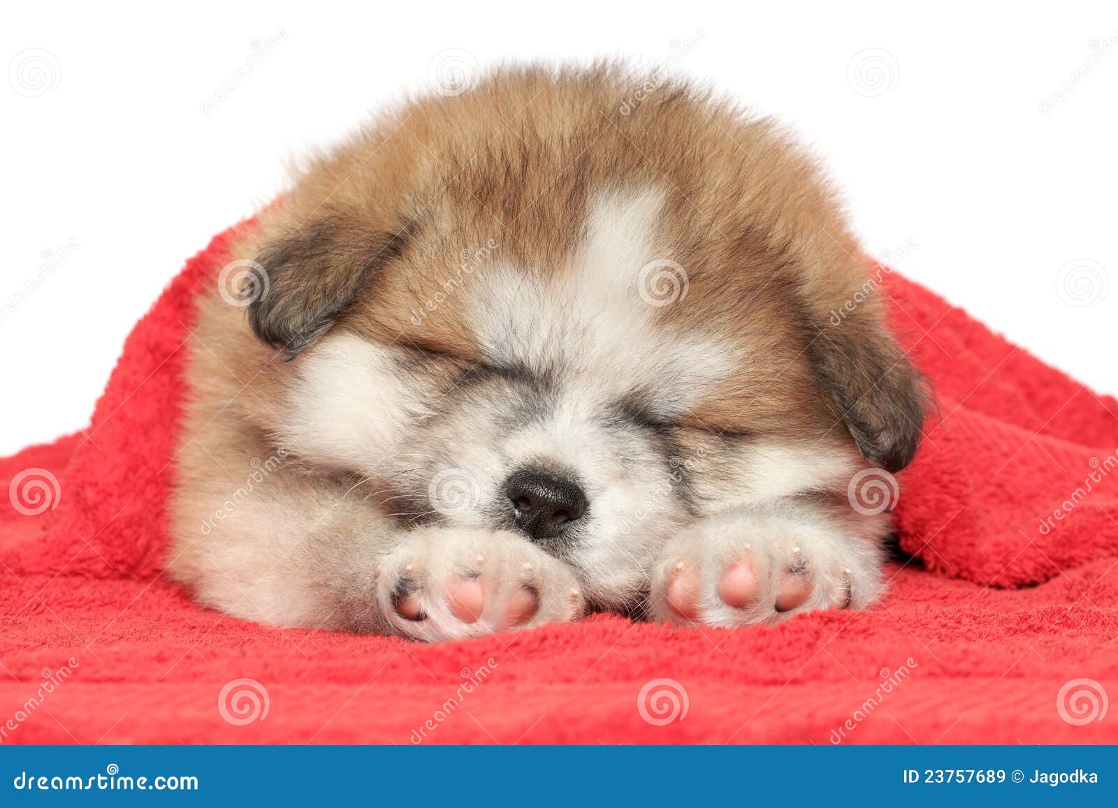 Puppy Sleep, Covered with a Blanket Stock Image Image of akitainu