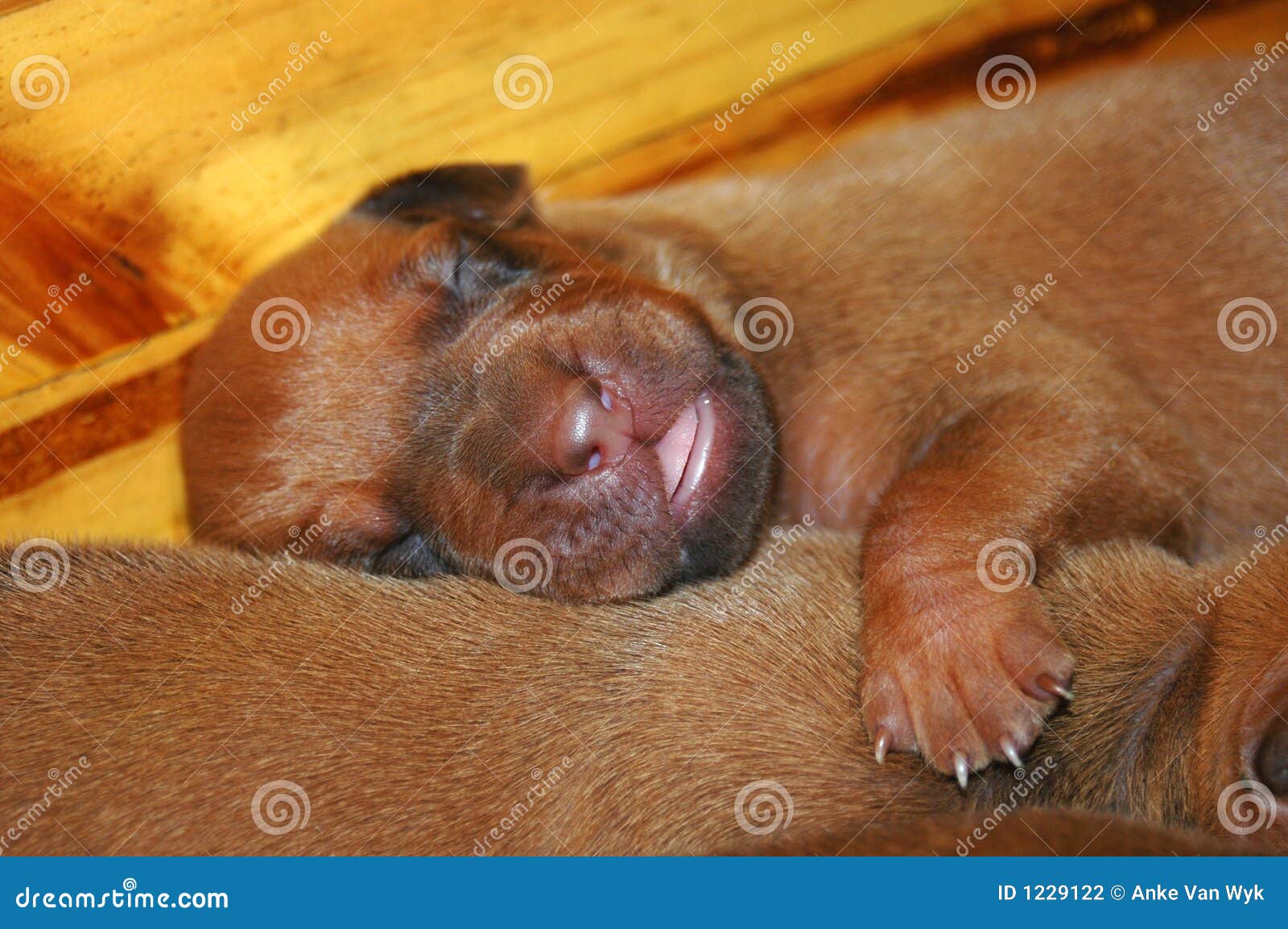 Puppy sleeping stock photo. Image of mammals, african 1229122