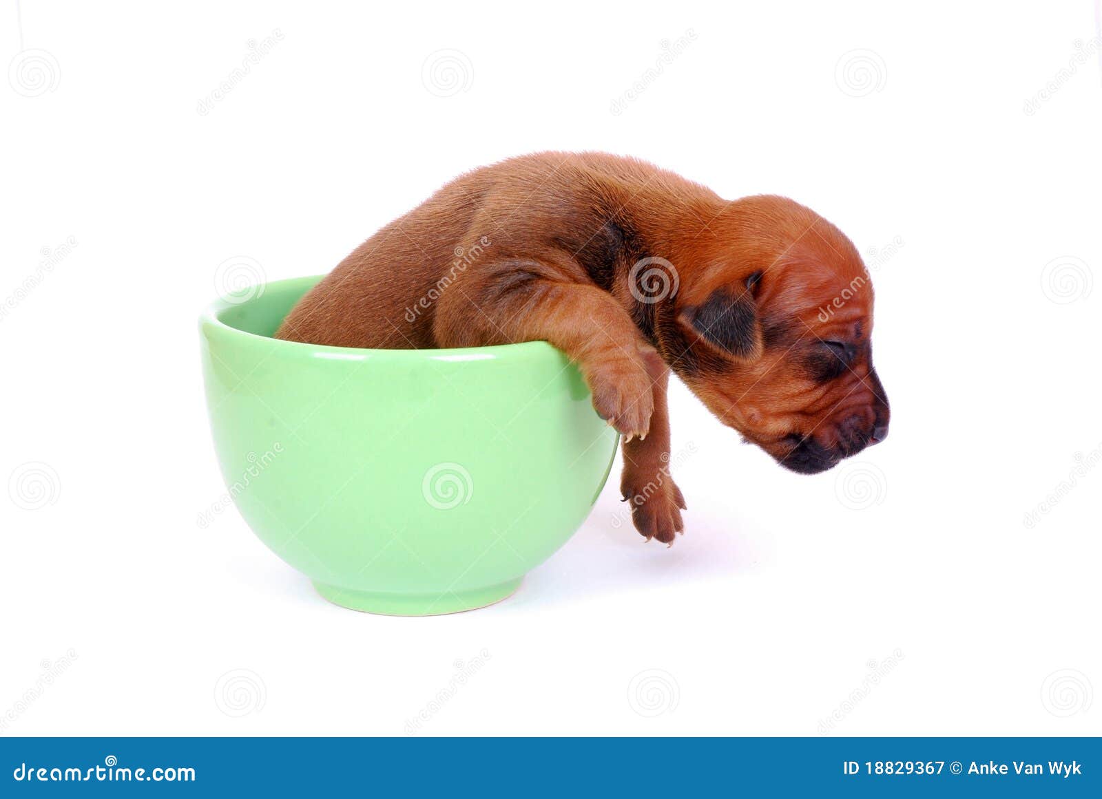 dog in the cup