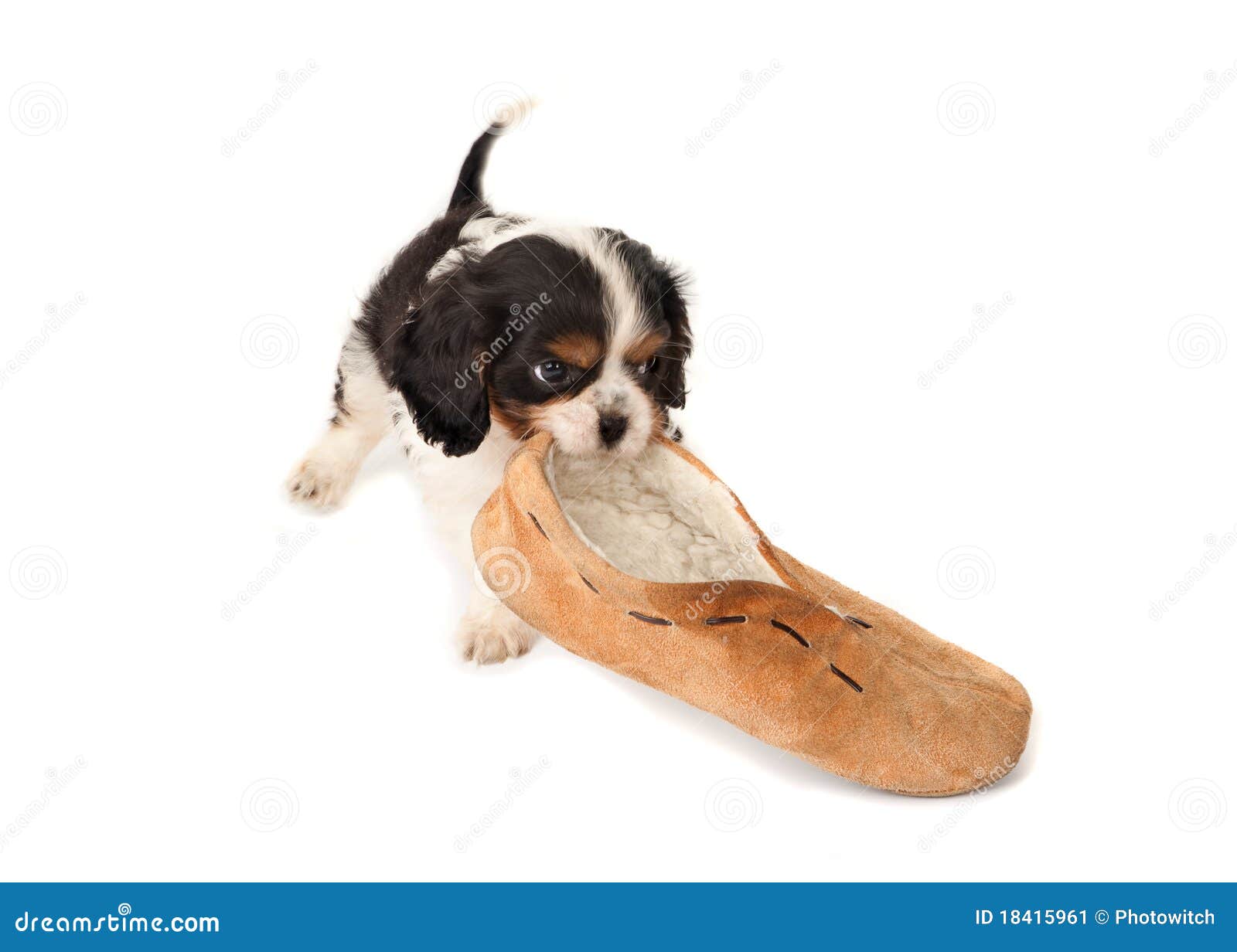 Puppy with slipper stock image. Image of doggy, puppies 18415961