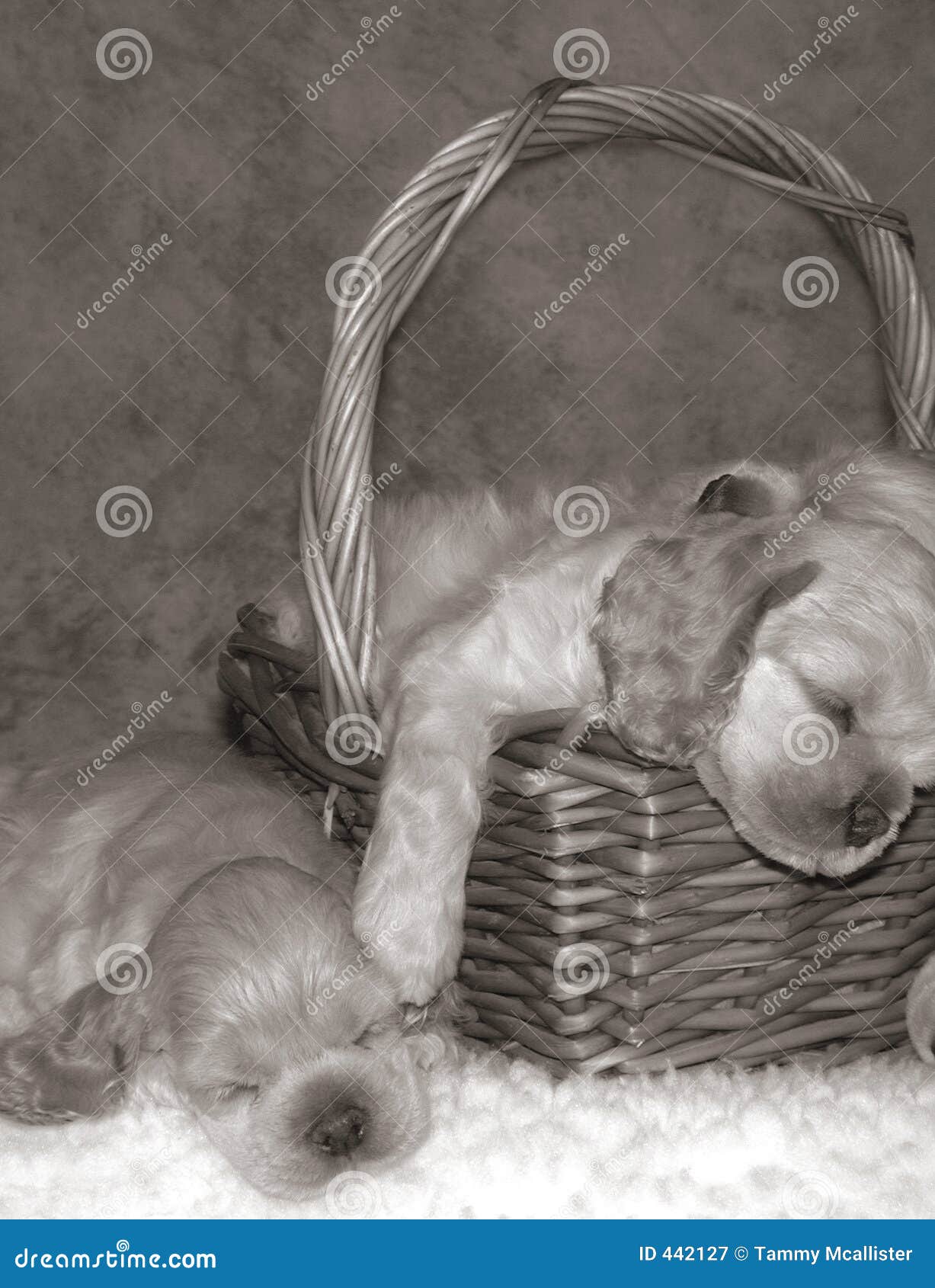 puppy slumber party